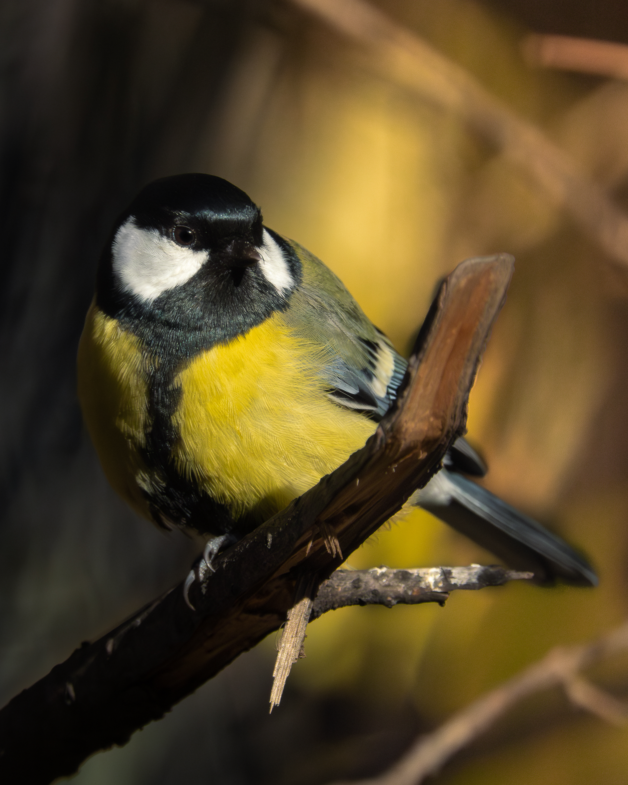 , Андрей Иванов