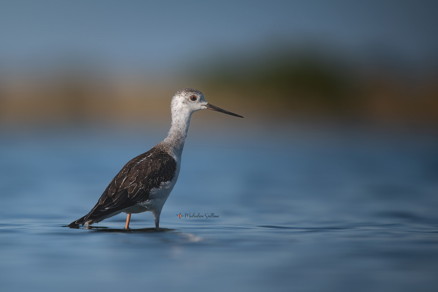 фотоохота, птица, кулики, осень, птицы, ходулочник, Медведева Светлана
