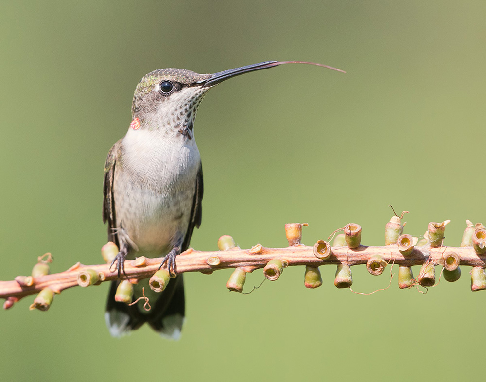 колибри,ruby-throated hummingbird, hummingbird, Etkind Elizabeth