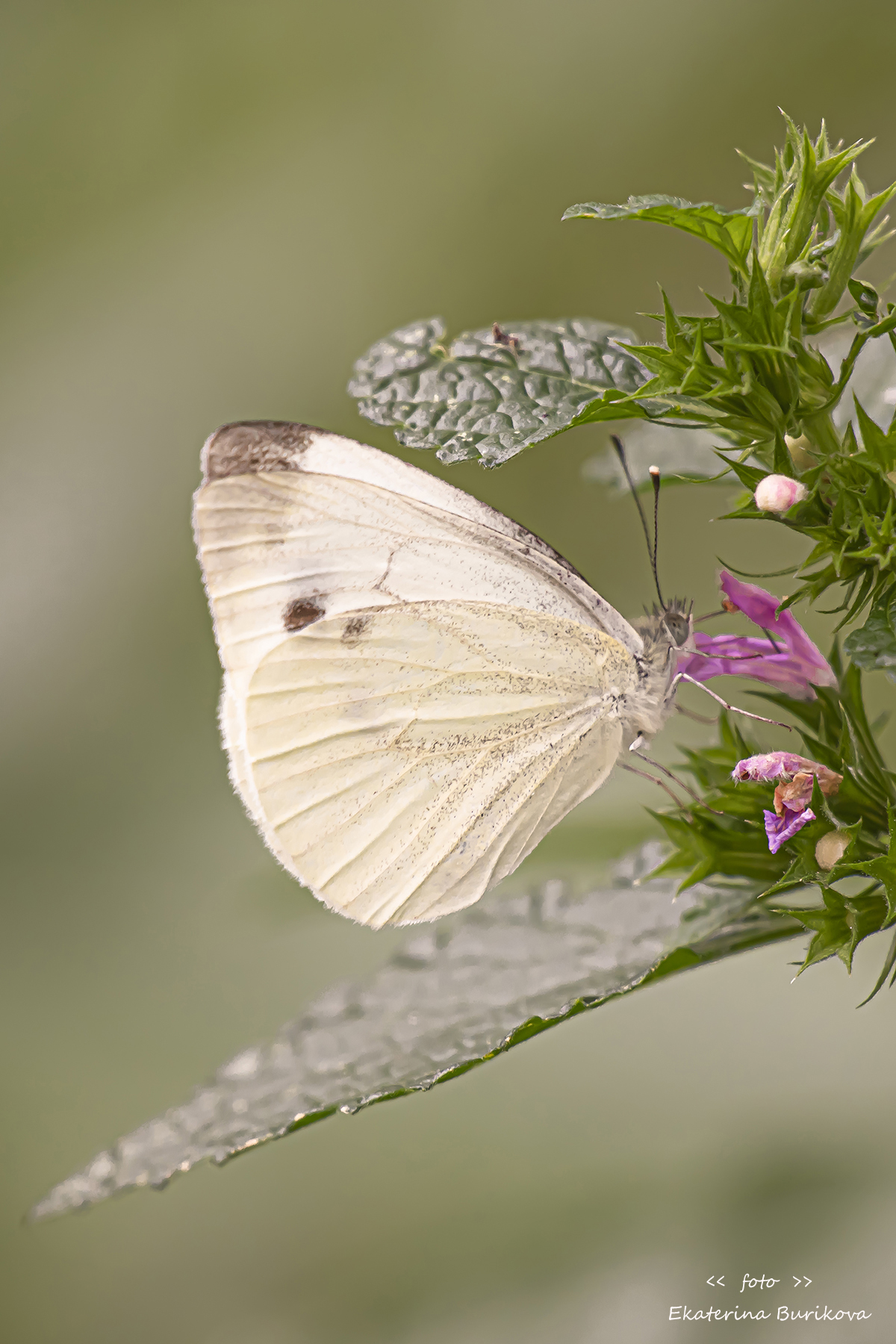 , Бурикова Екатерина