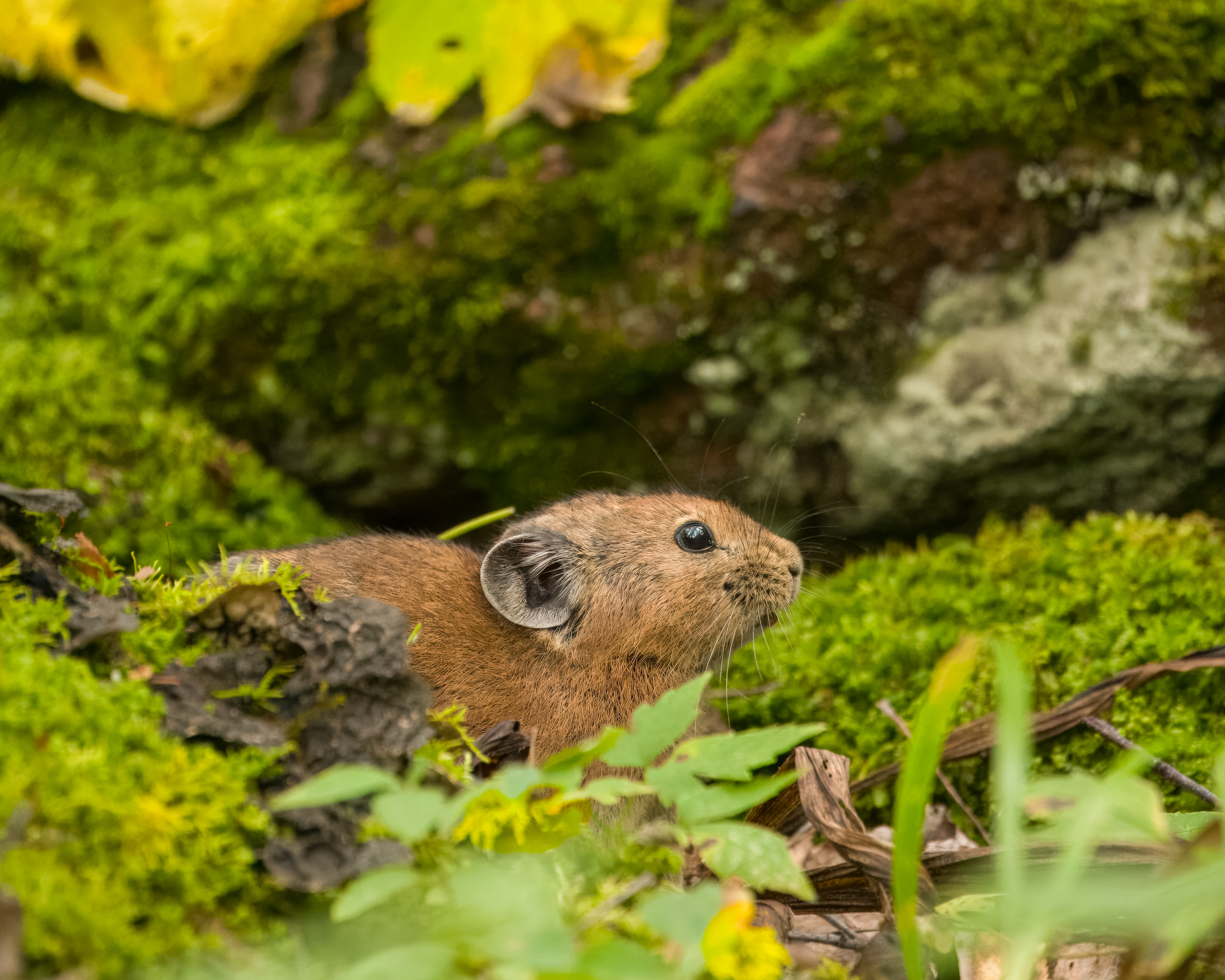 пищуха, северная пищуха, анималистика, красноярские столбы, животные сибири, Екатерина Дубровская