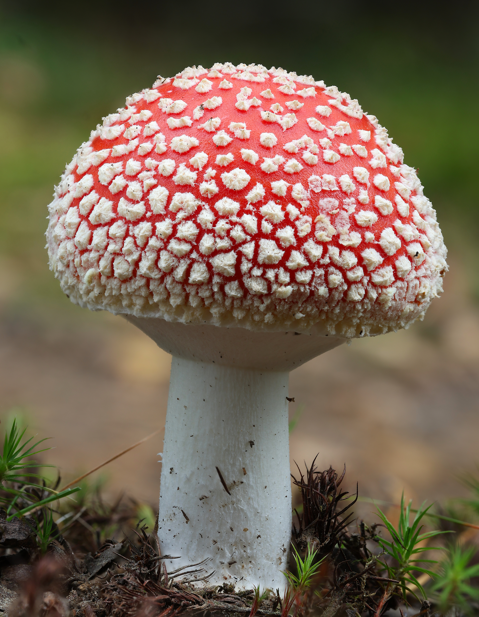 amanita muscaria мухомор гриб, Александр Зорин