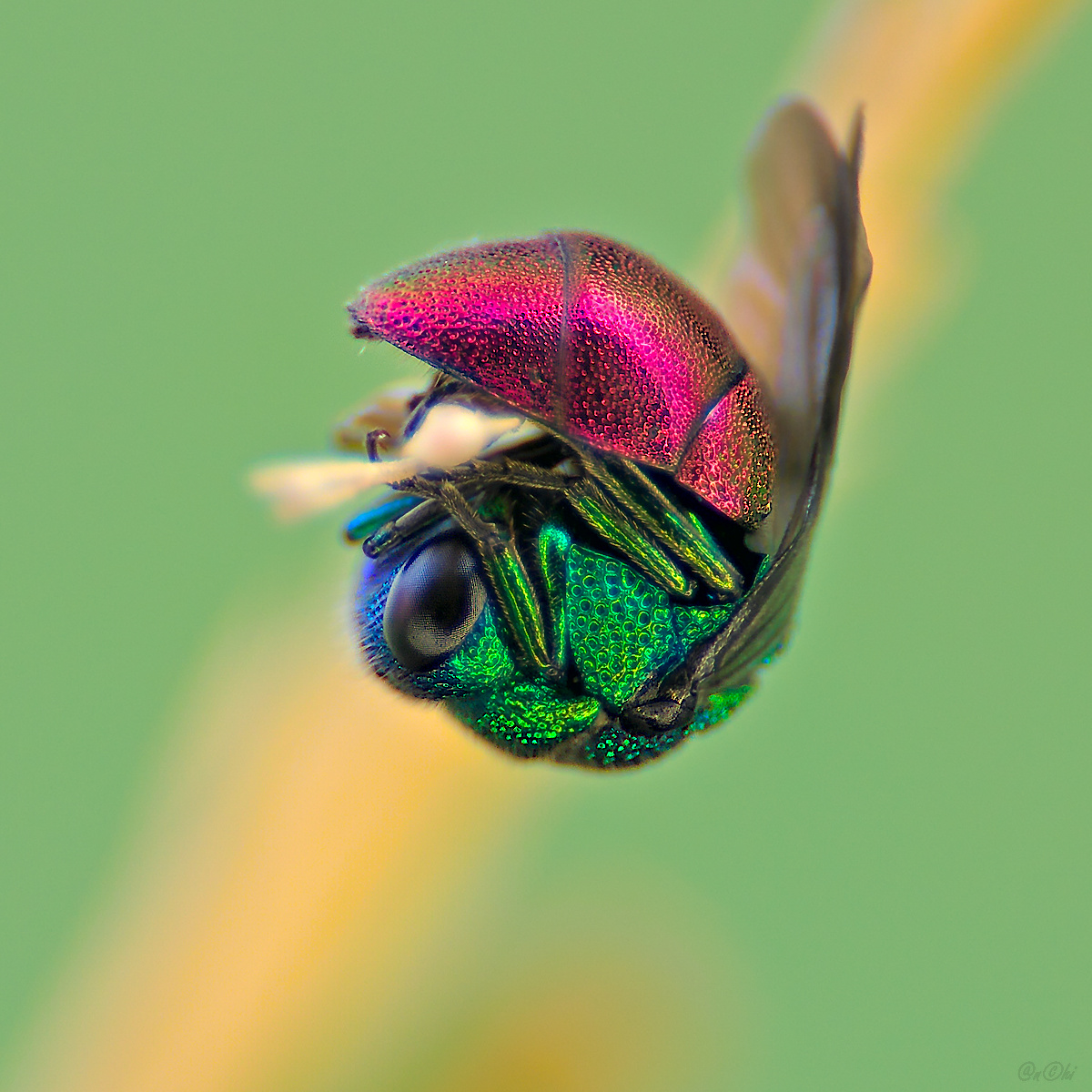 оса блестянка, Чи. Анатолий