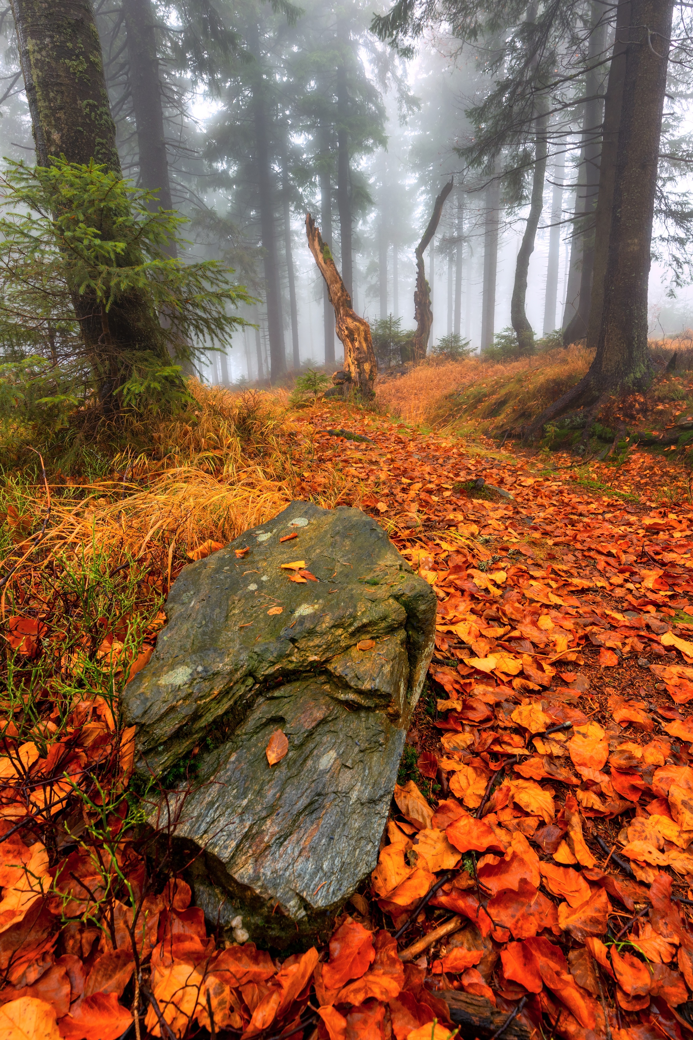 landscape, autumn, trees, rock, Petr Fiala