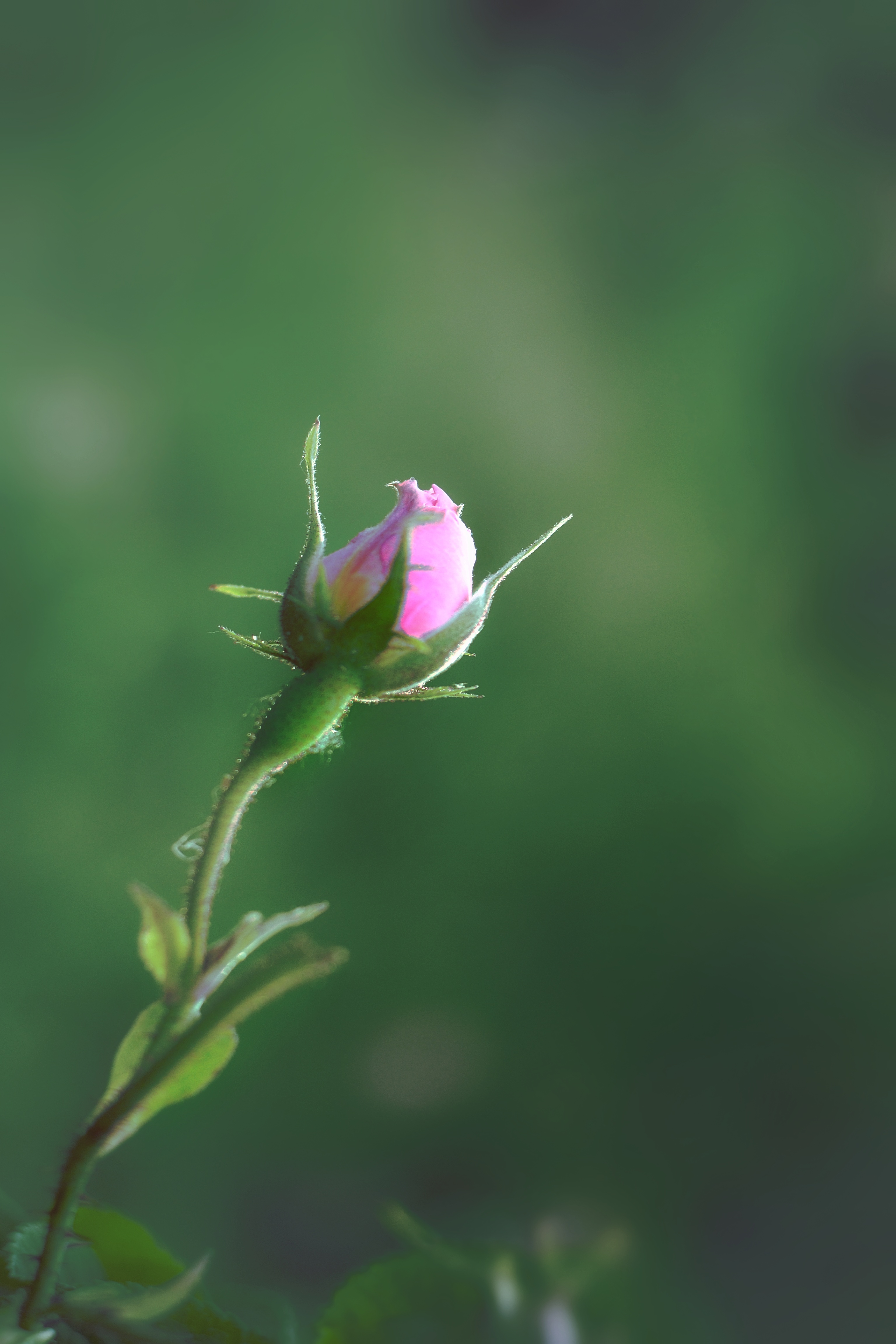 , Юлияна Стоянова