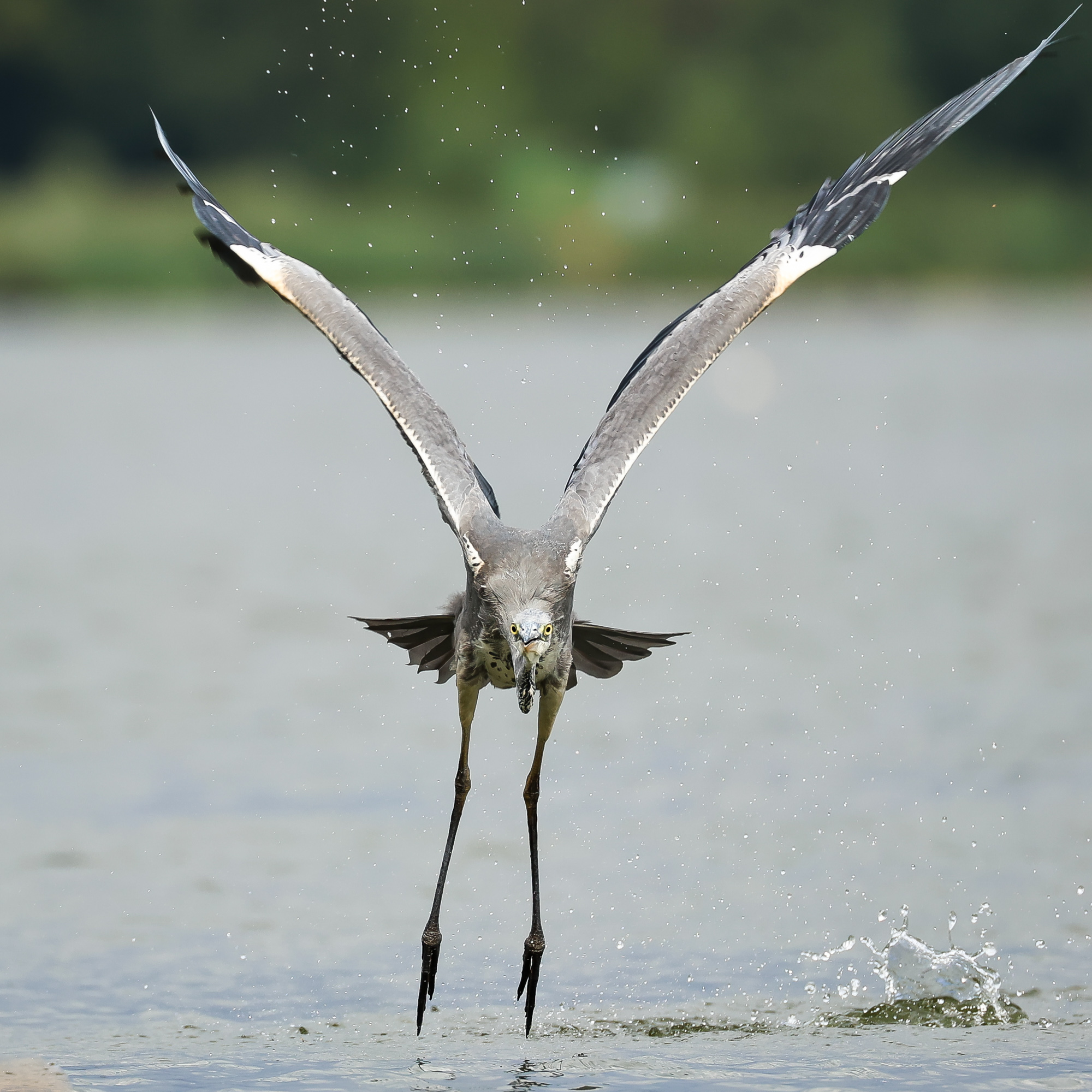 серая цапля, Суслов Дмитрий