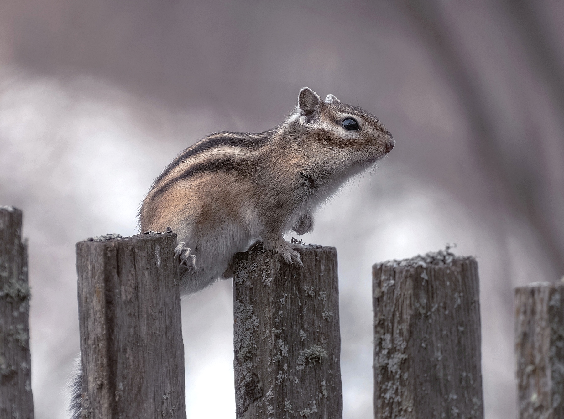 сибирь, бурундук, животный мир, Марина Фомина