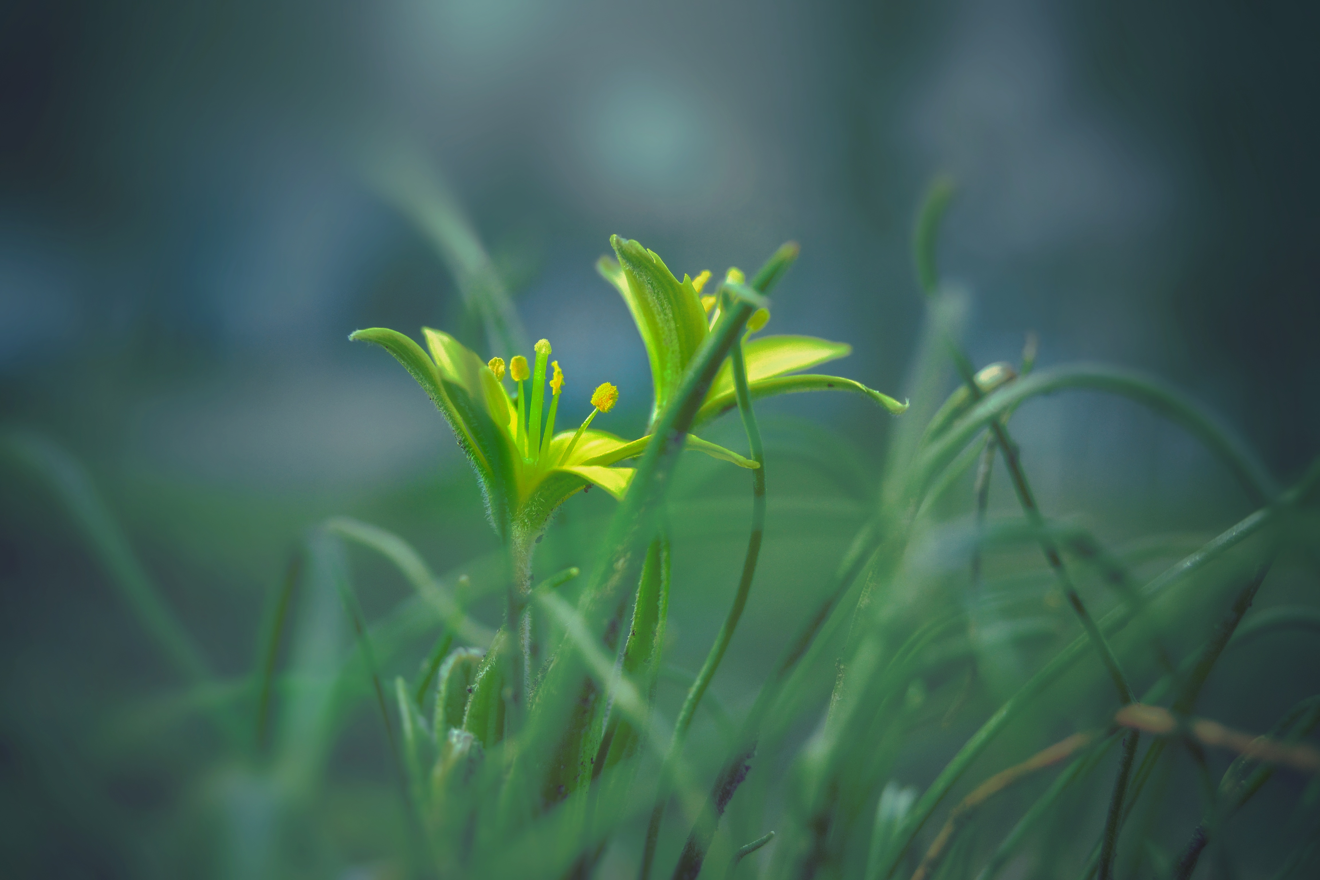 , Юлияна Стоянова