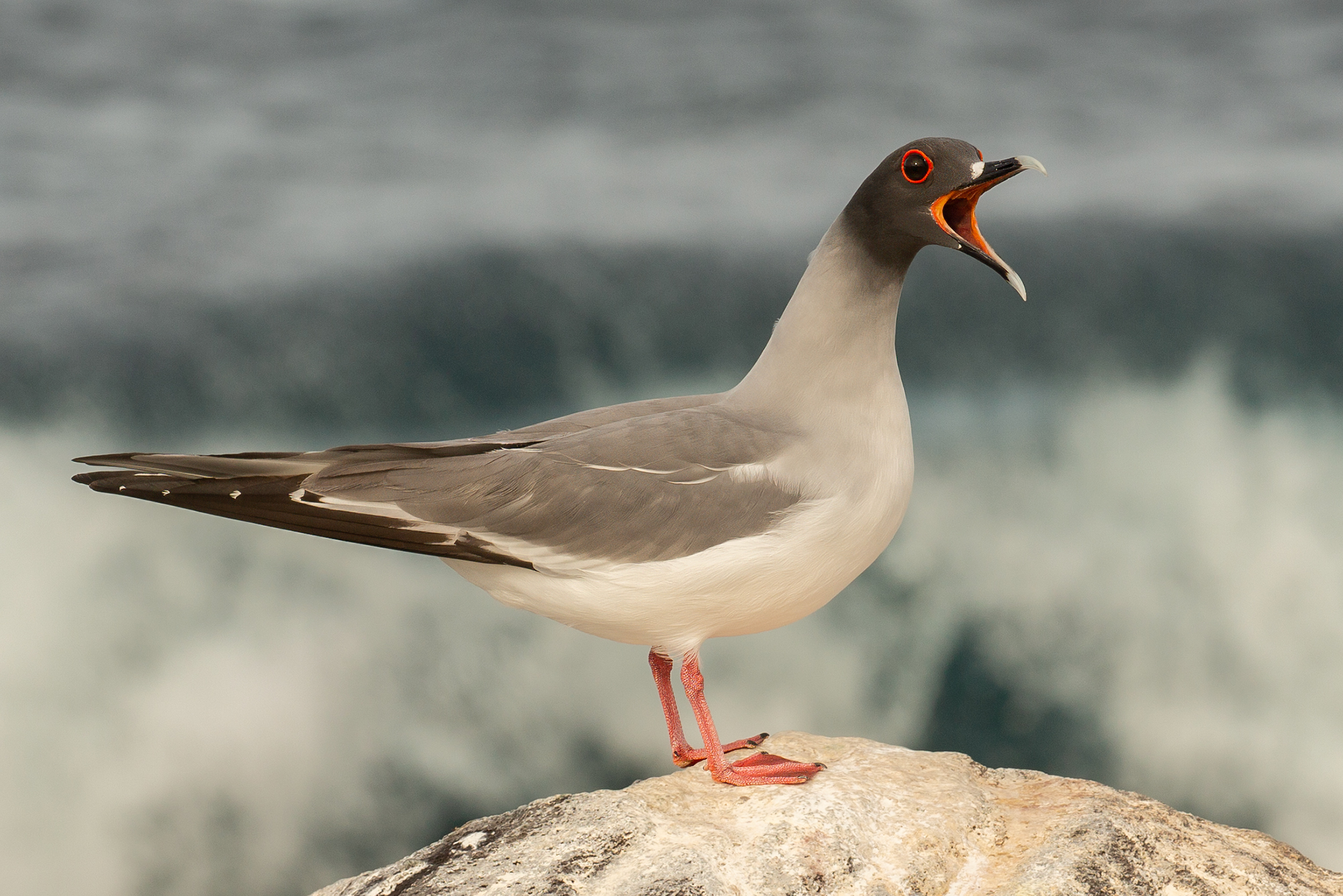 galapagos islands, Vorobeychik Vladimir