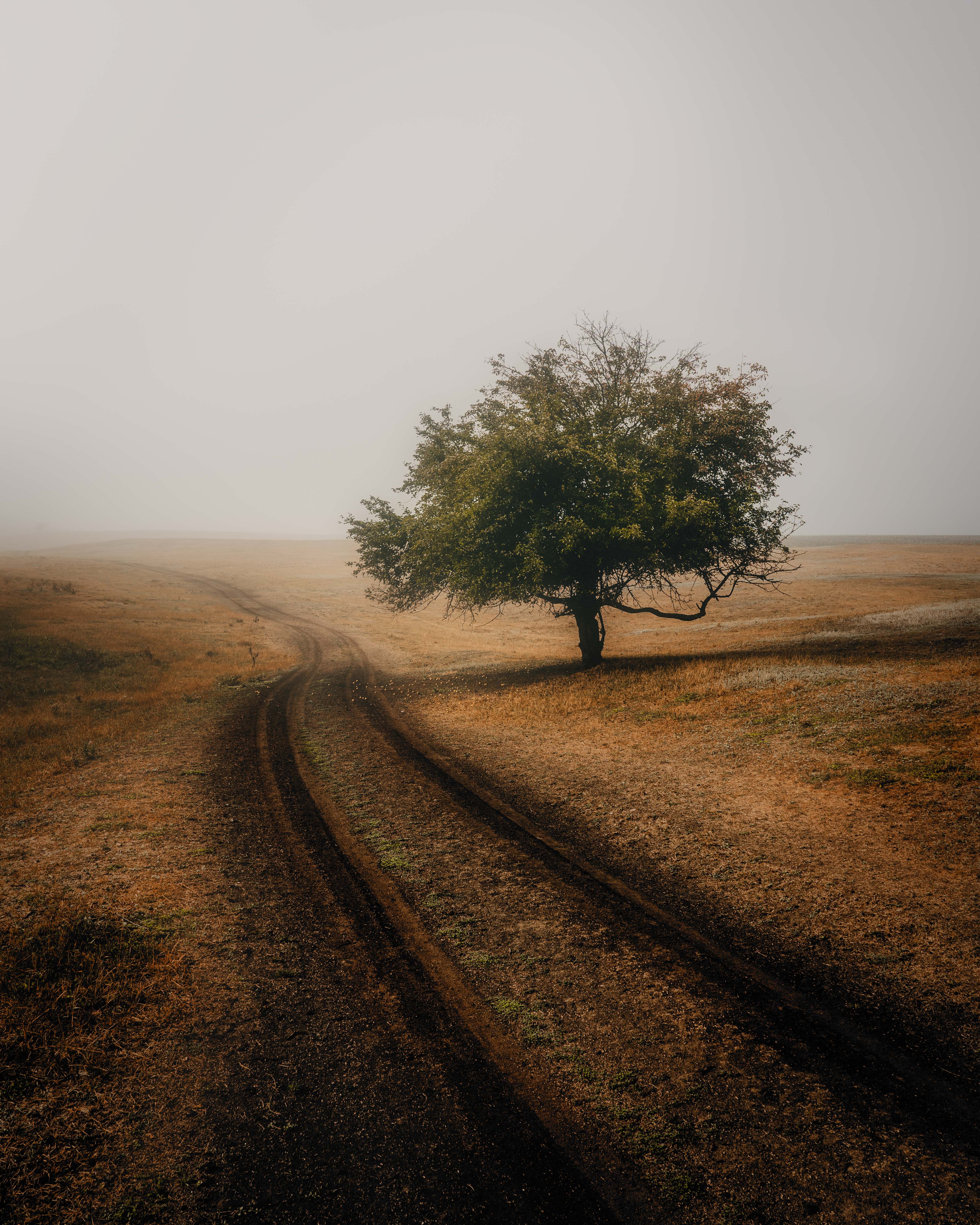 одинокое дерево осеннее поле туман минимализм дорога колея дороги перспектива пейзаж природа спокойствие меланхолия уединение атмосфера утро пастельные тона мягкий свет одиночество осенние цвета горизонт широкое пространство, Oleg Suhenko