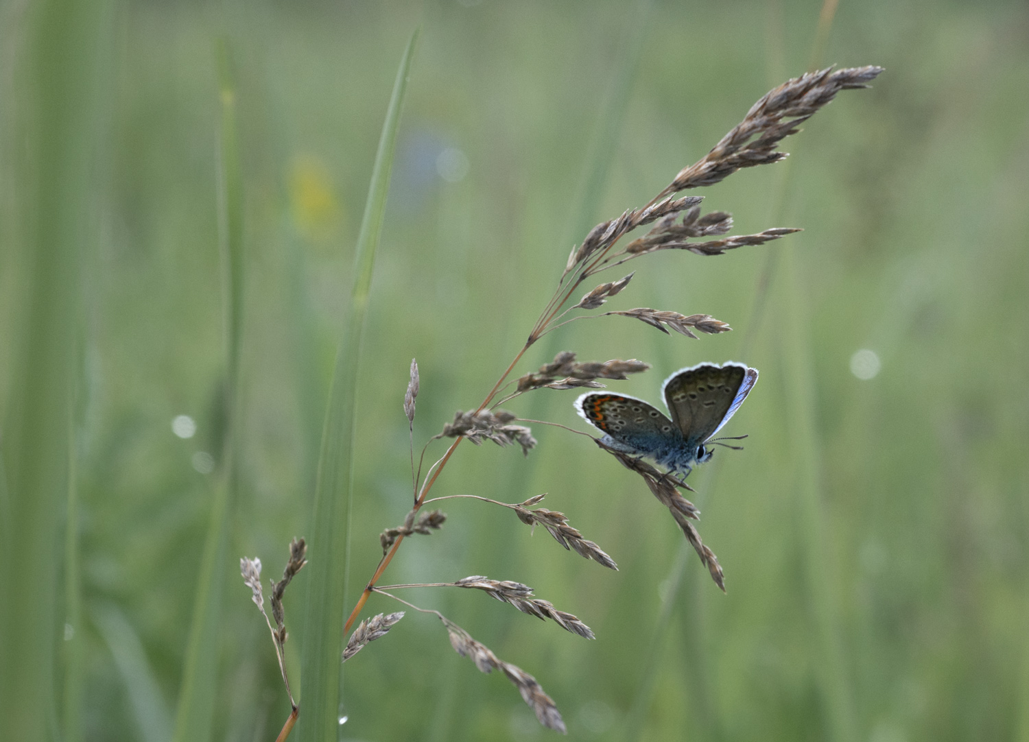 лес, свет, утро, природа, цветок, бабочка, Баранов Олег