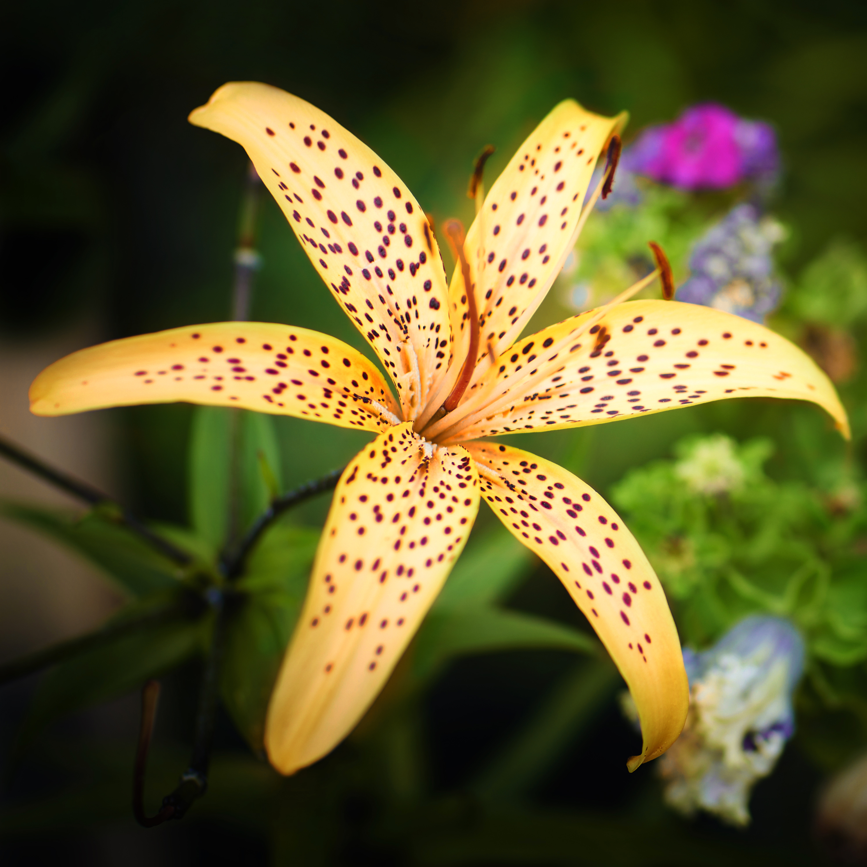 , Гуляев Алексей