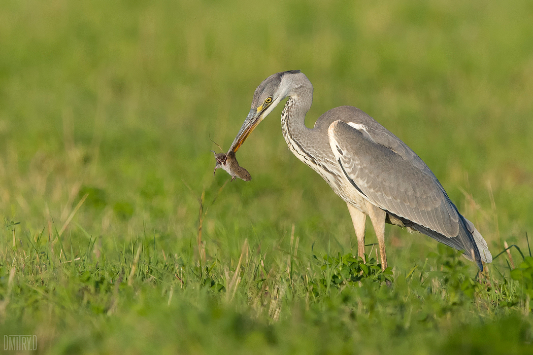 , Дмитрий Доронин