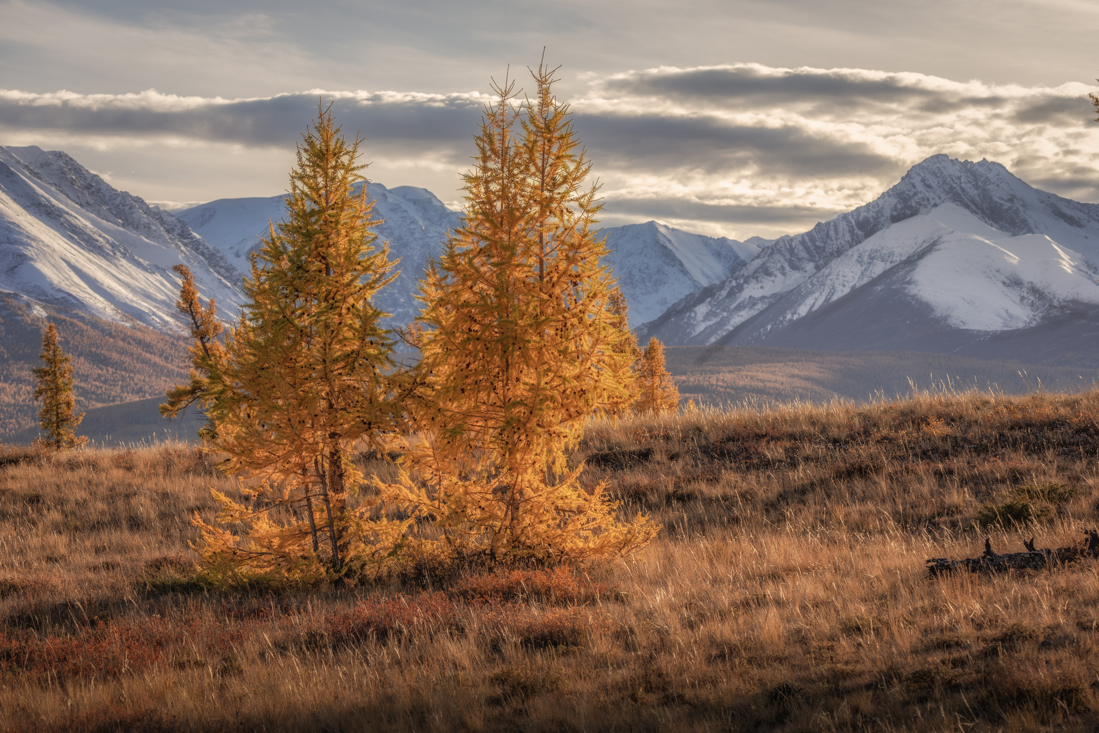 Алтай, Гусева Елена