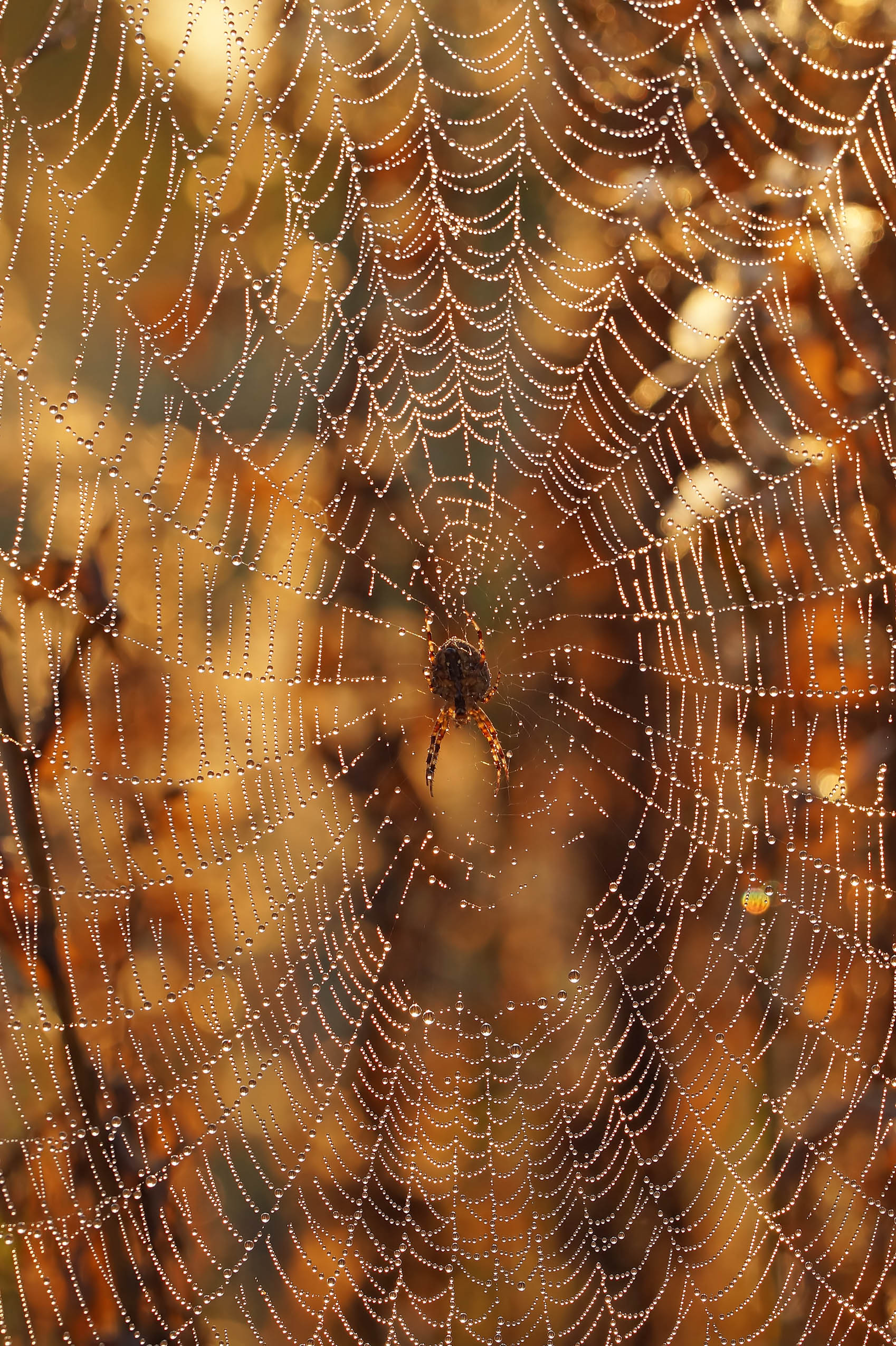 Паук, паутина, роса, Чепленко Алексей
