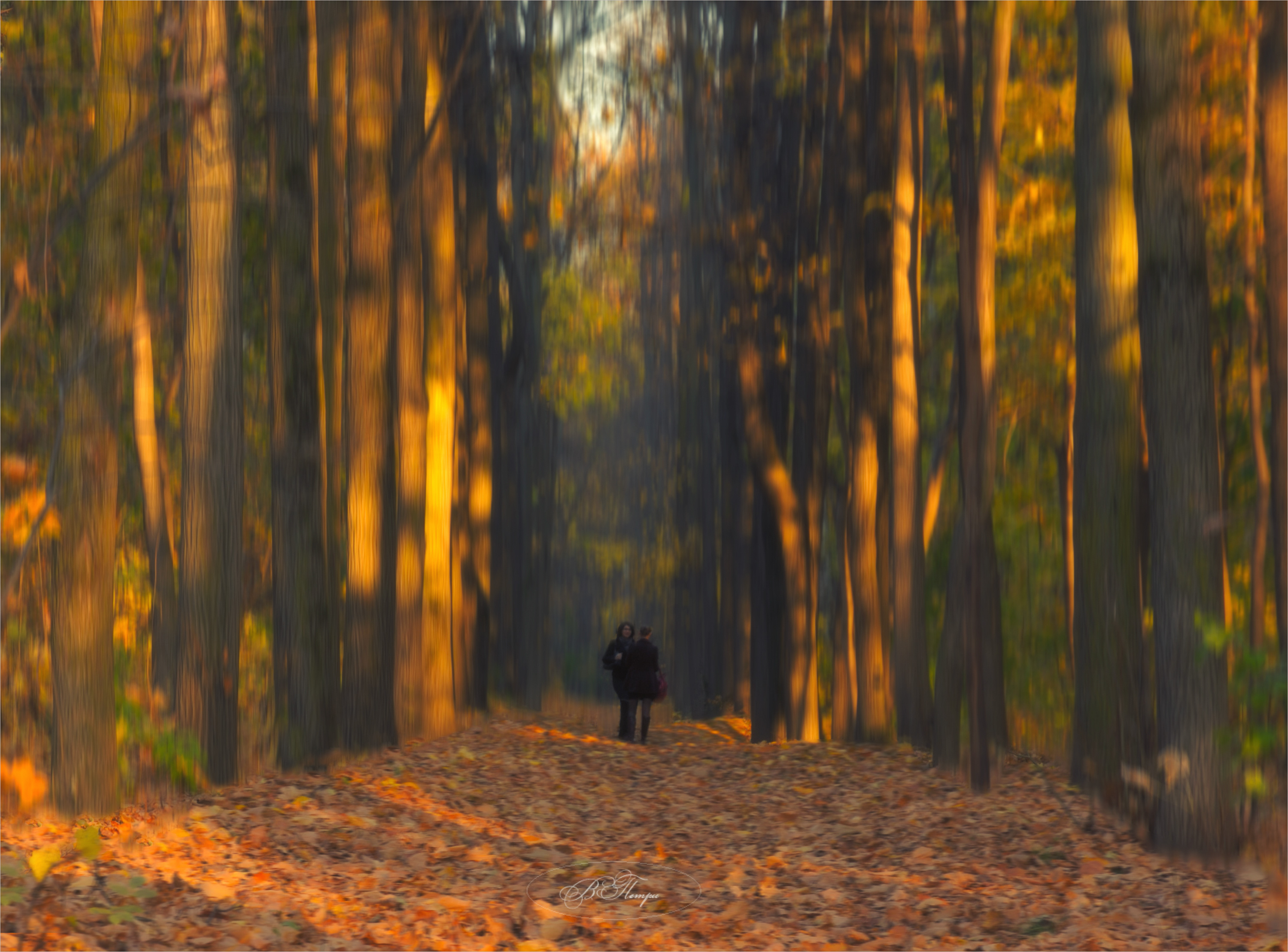 деревья девушки листья, Вера Петри