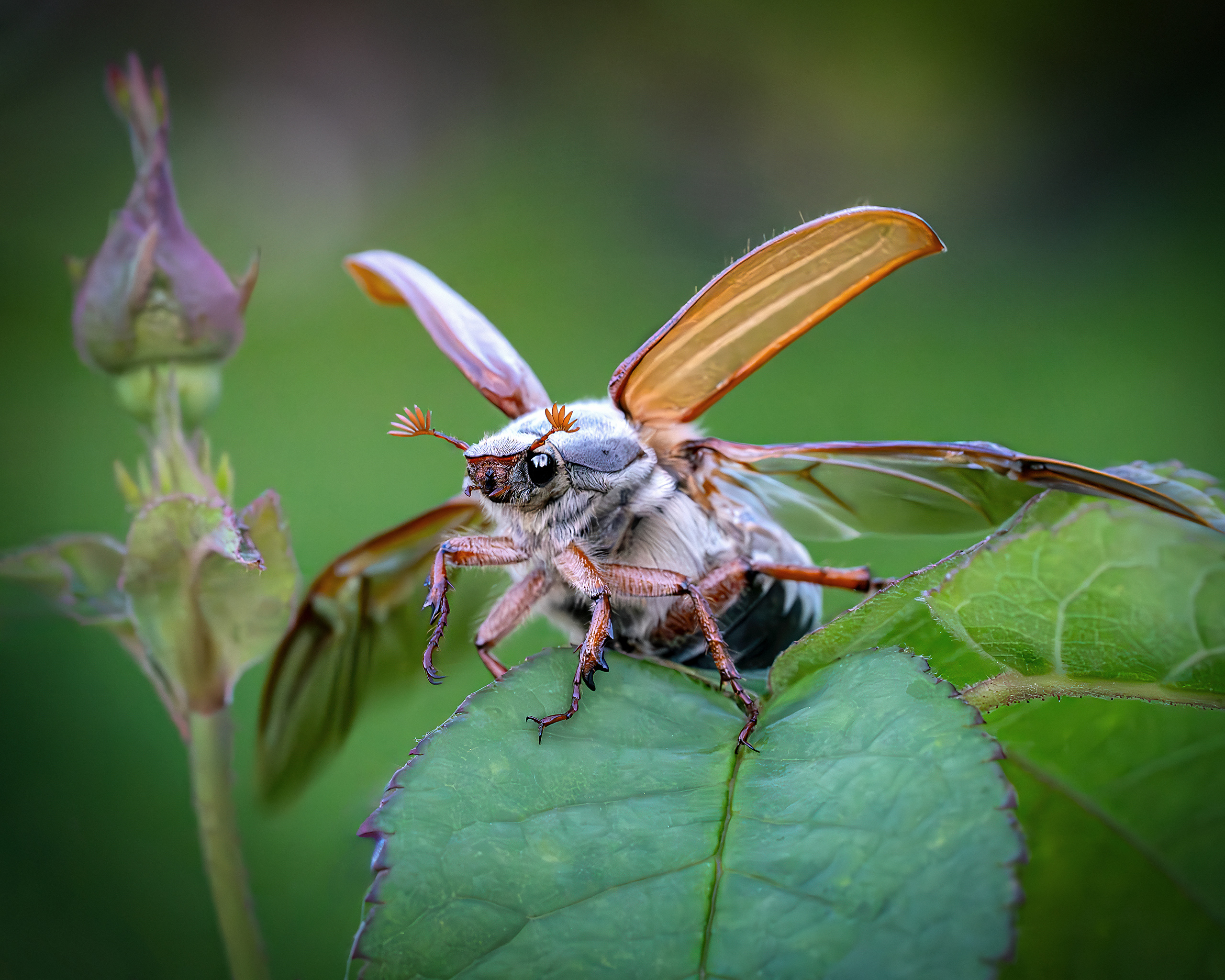 майский жук. весна., Ворожцова Марина