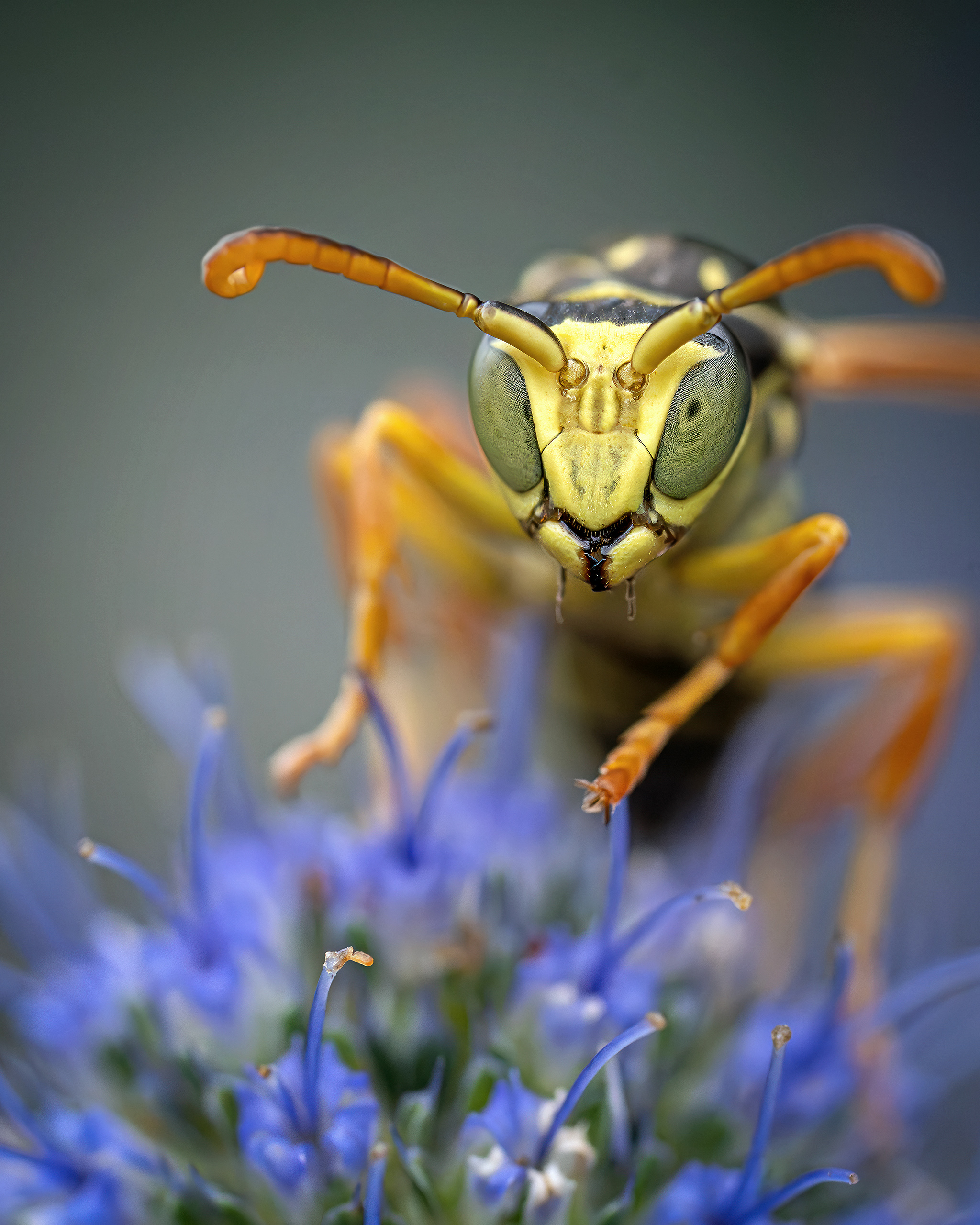 бумажная оса., Ворожцова Марина