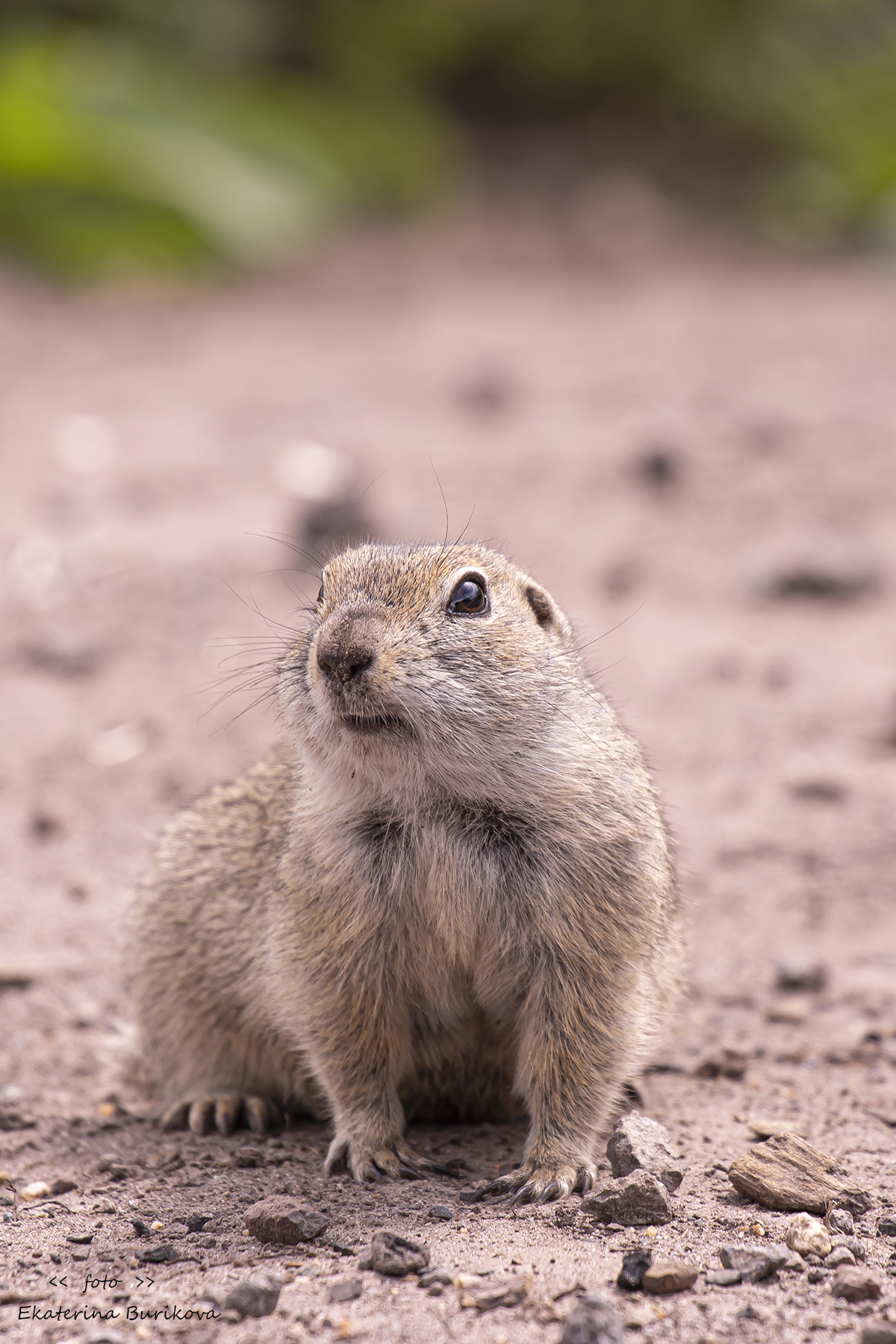 , Бурикова Екатерина