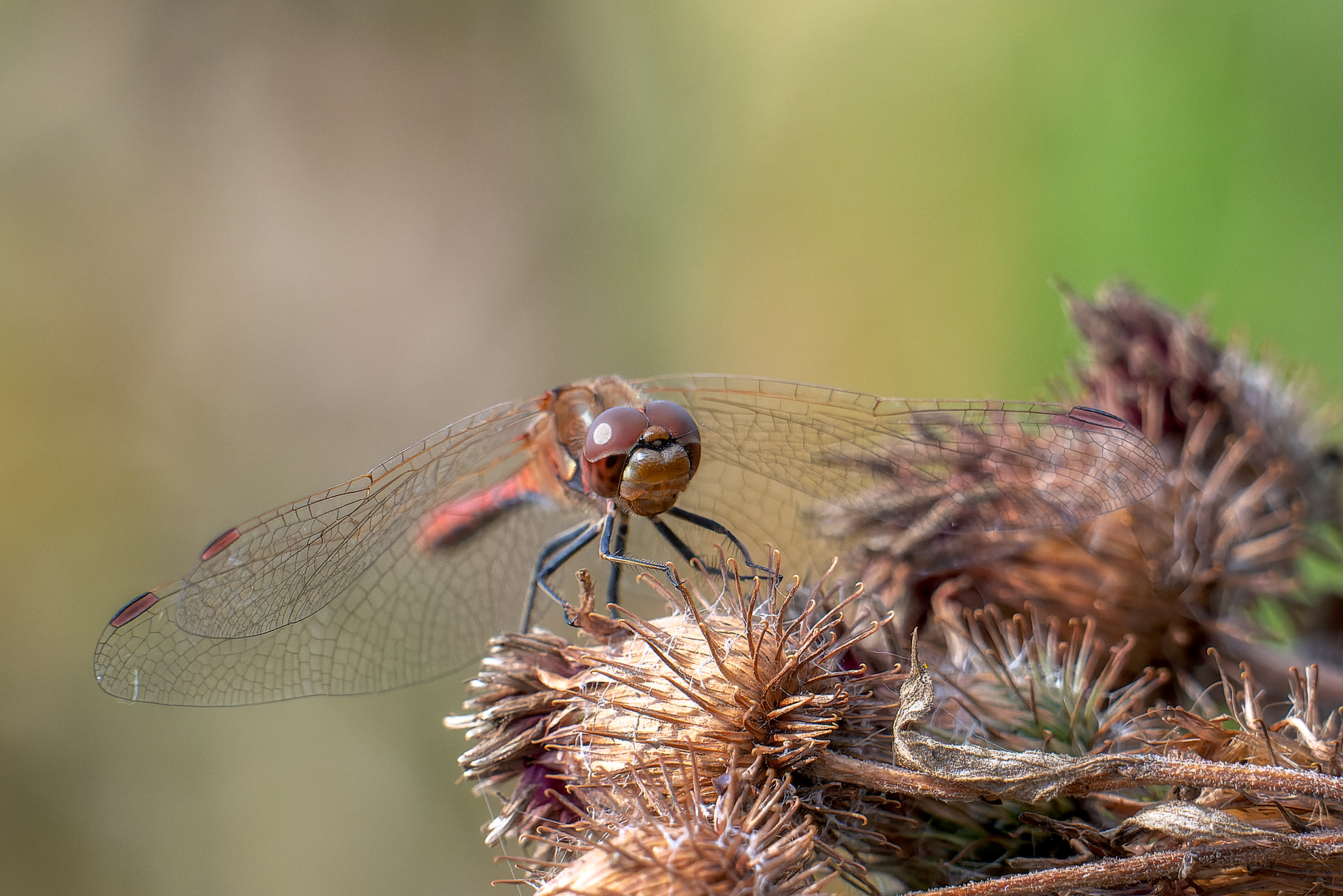 , Кузнецов Кирилл