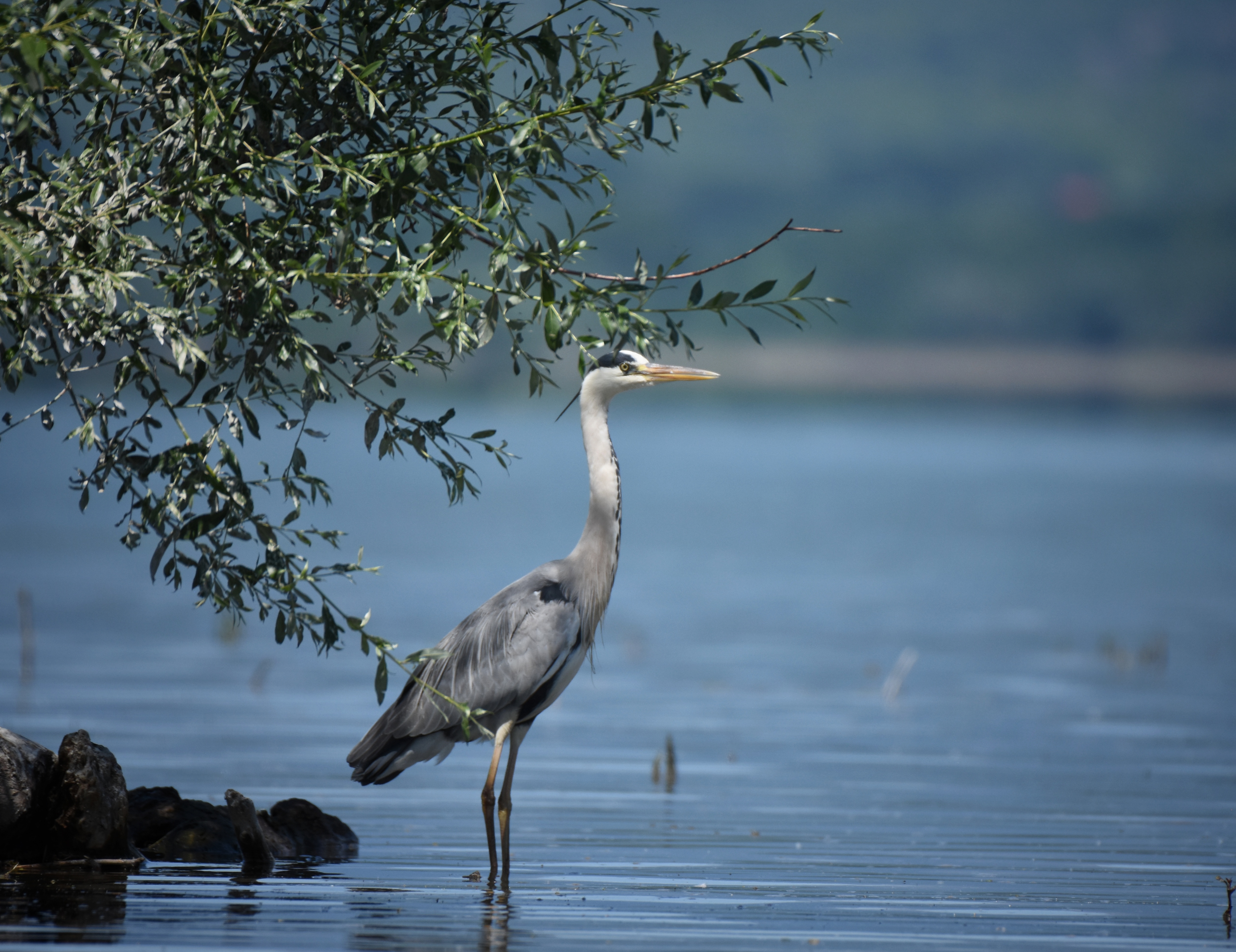 , Герчев Николай