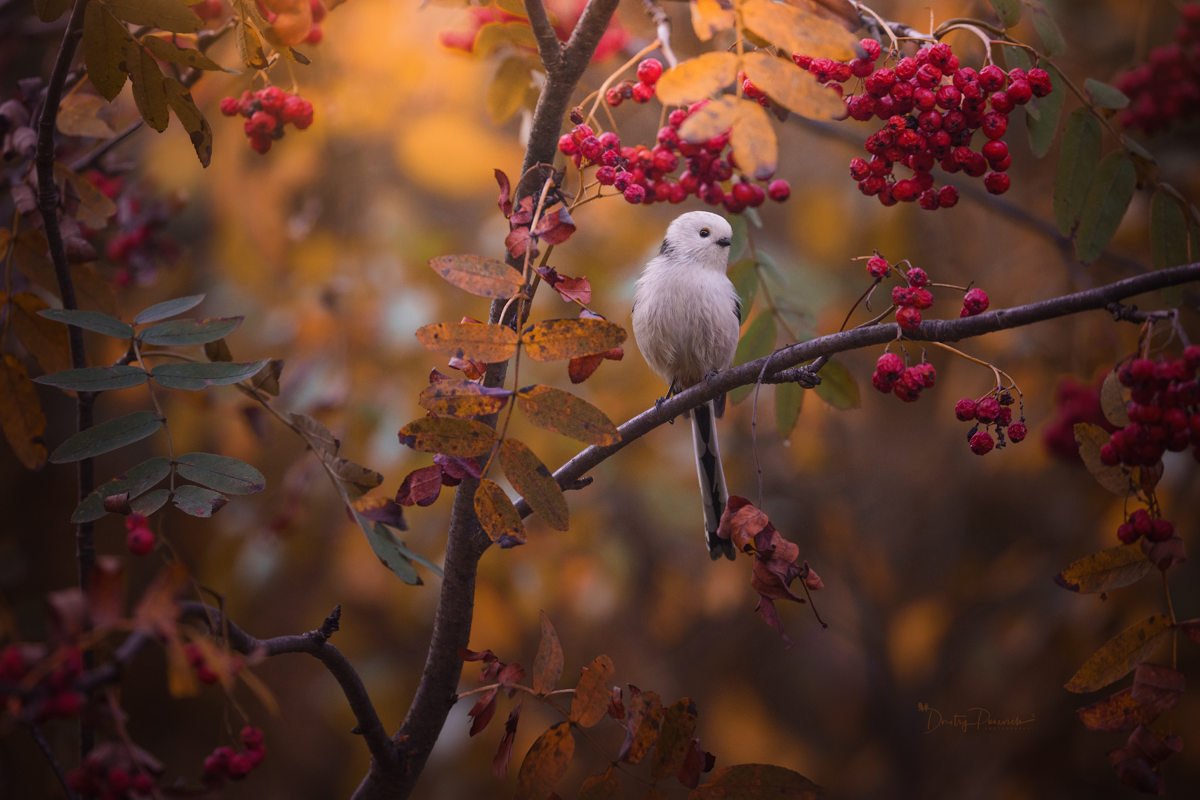 природа, лес, поля, огороды, животные, птицы, макро, Дмитрий Посевич