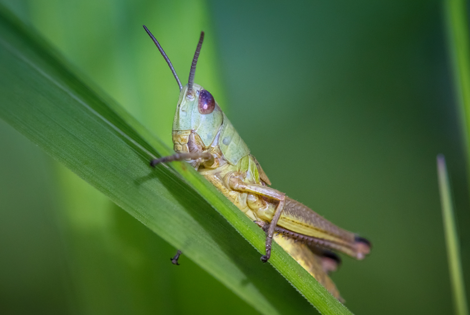 , Алексеев Сергей
