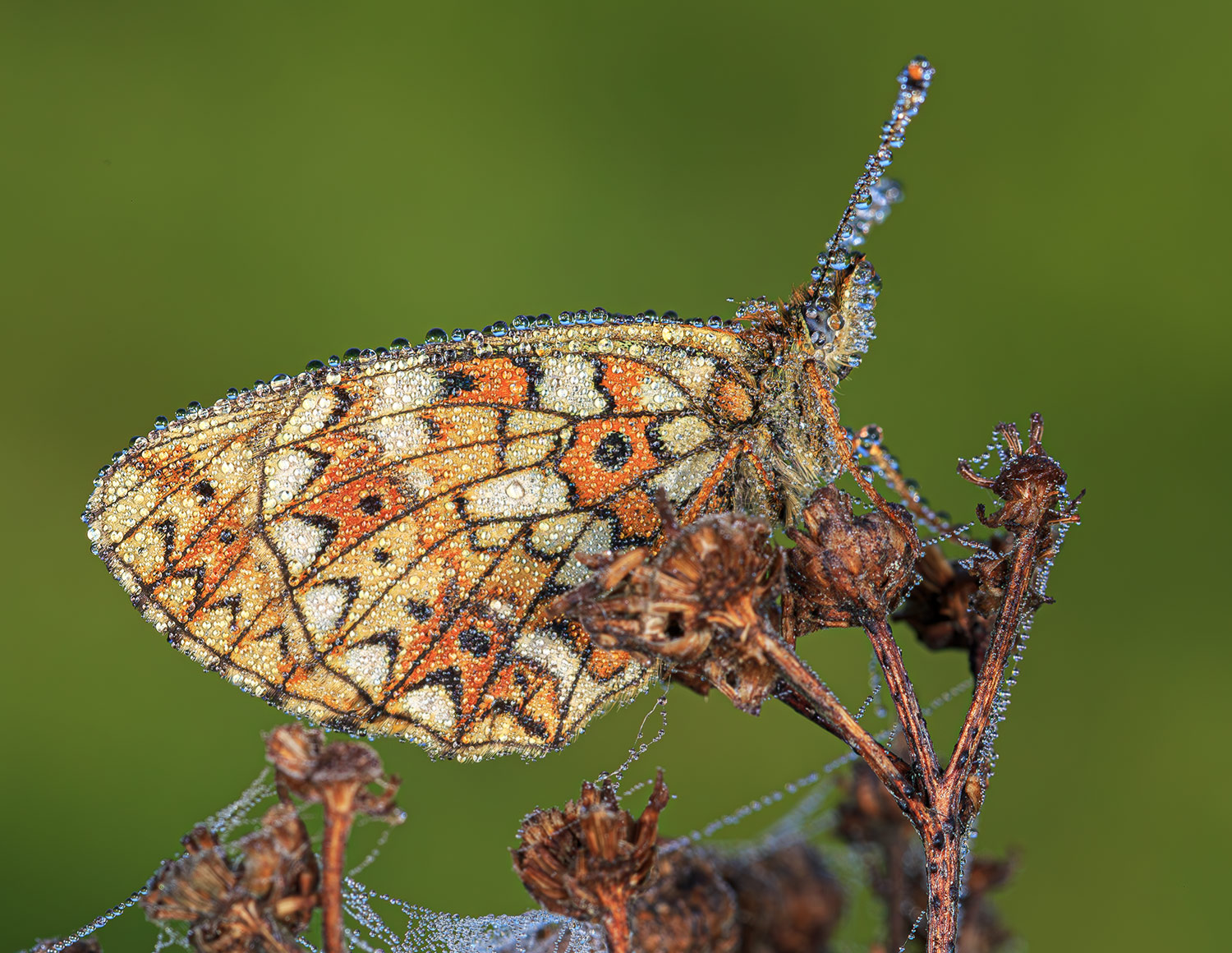 насекомые, бабочка, нимфалида, перламутровка, селена, лето, июнь, Борис Новиков