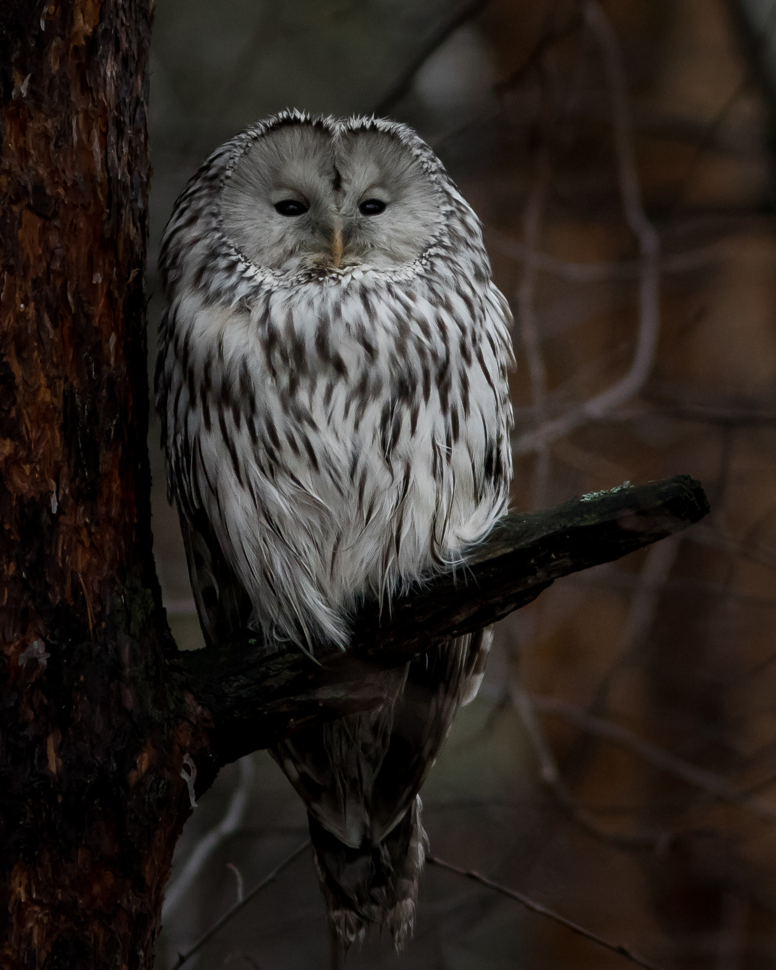 уральская неясыть, длиннохвостая неясыть, Суслов Дмитрий