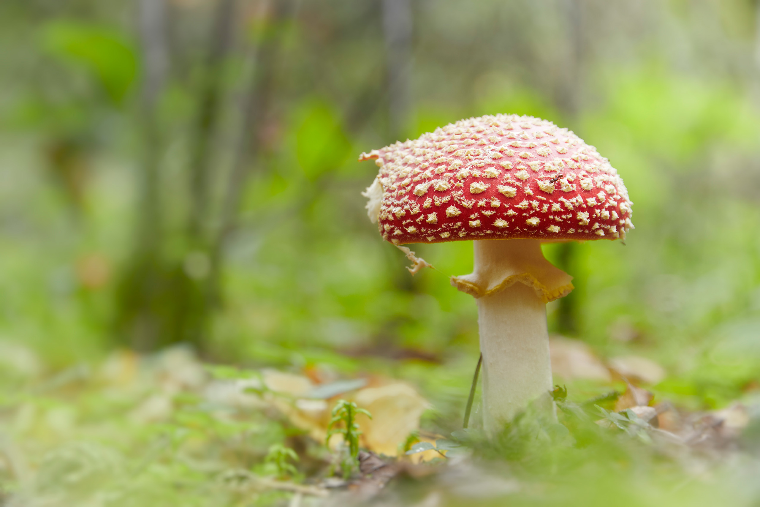 гриб, Валерий Вождаев