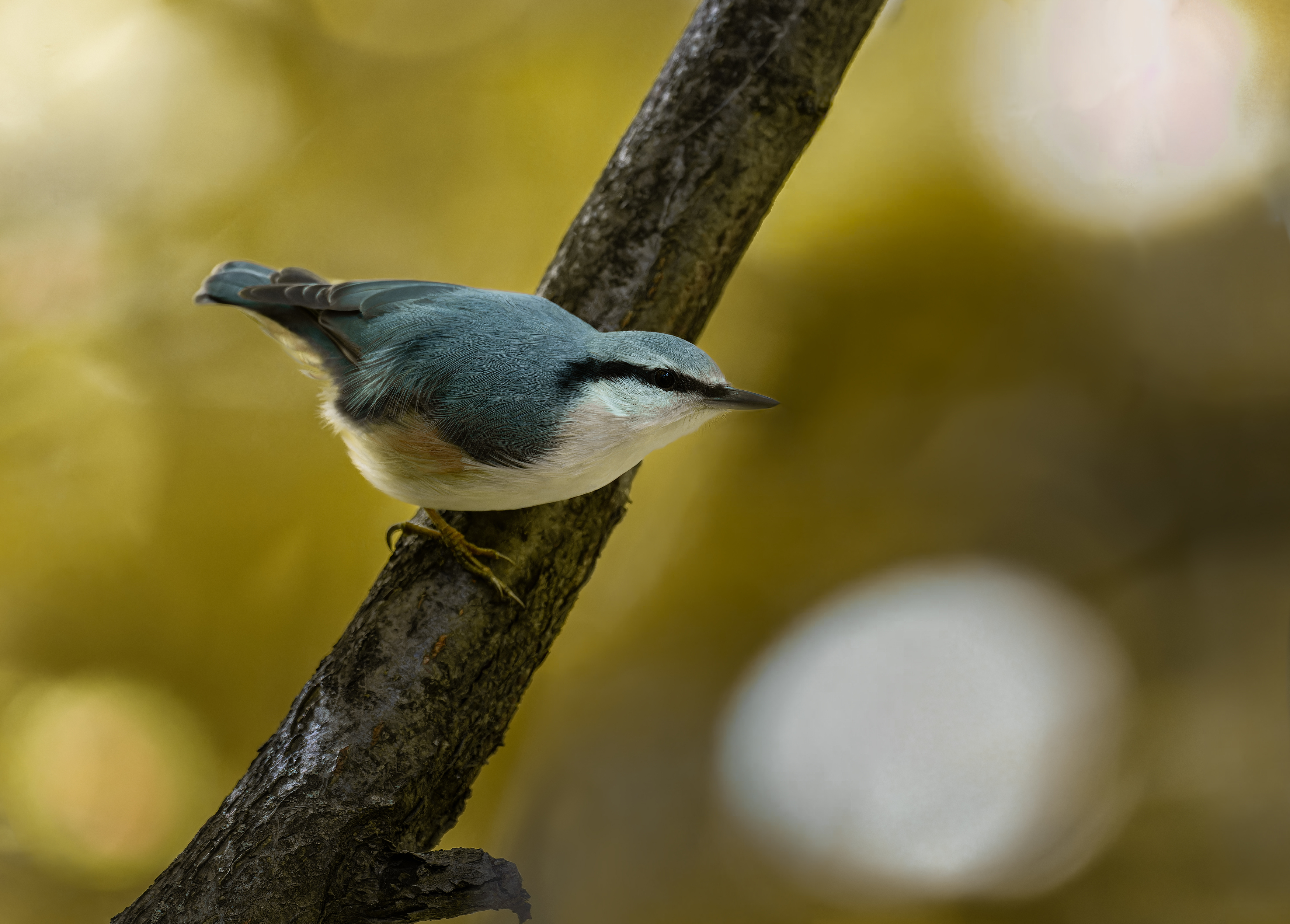 , Ширяев Константин