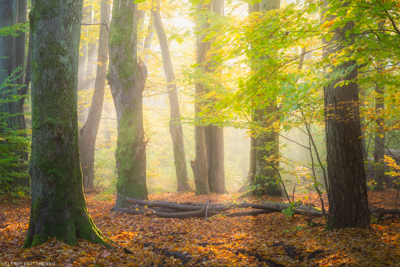 осень, пейзаж, утро, природа, туман, landscape, nature, autumn, morning, Валерий Притченко