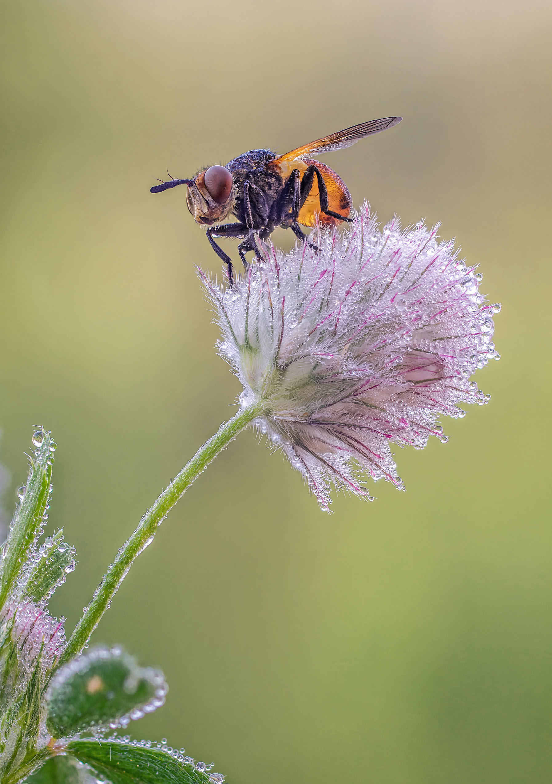 Муха, клевер, Чепленко Алексей