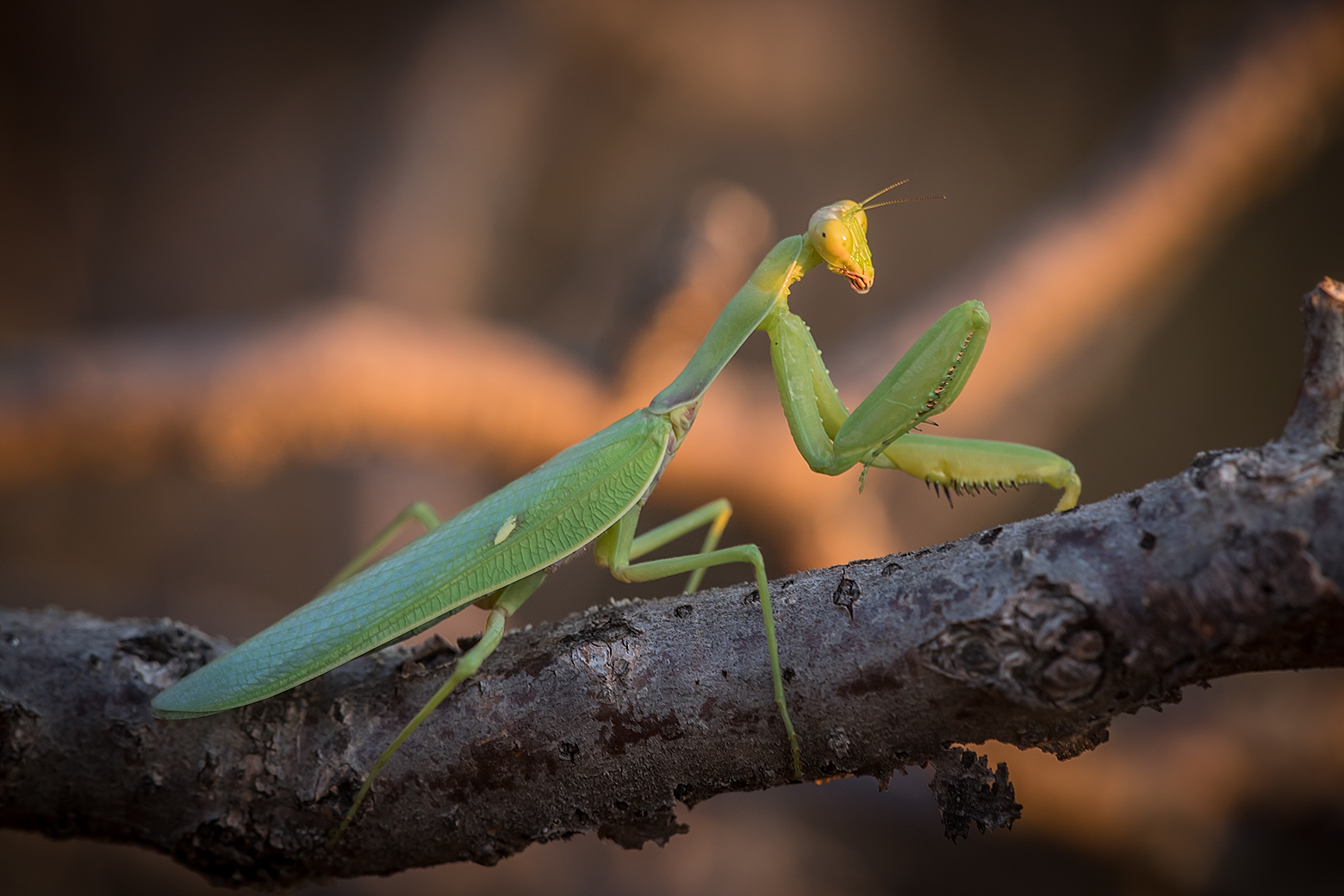 , Илья Михеев