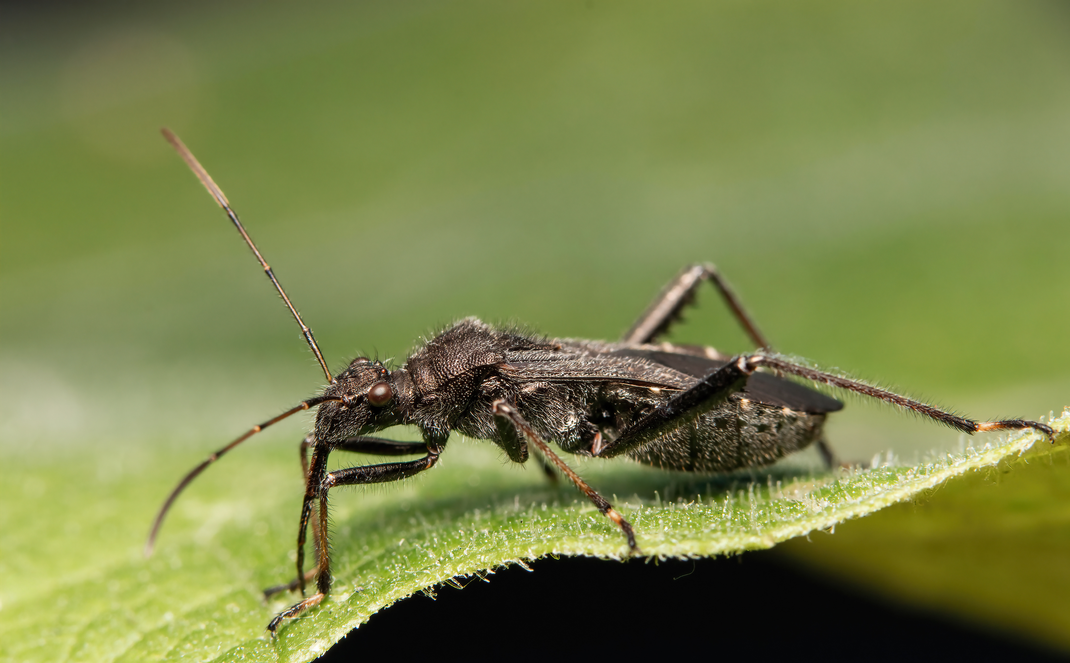 макрофото, макрофотографии, фотомакро, насекомые, макромир, макрофотограф, макроаддикт, макро_мир, naturelovers, naturelover, naturephotography, macrolove, macro_love, biodiversity, macrophotography, macro, macronature, entomology, arthropods, arthropod, ,  Stephane