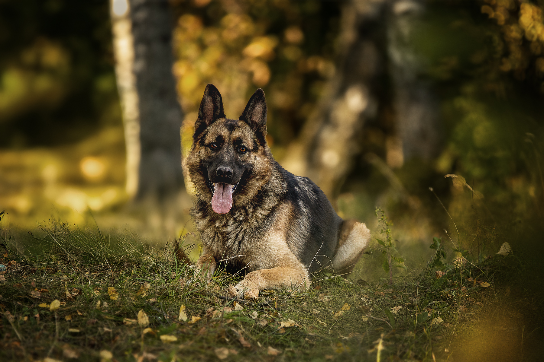 , Елена Самусенкова