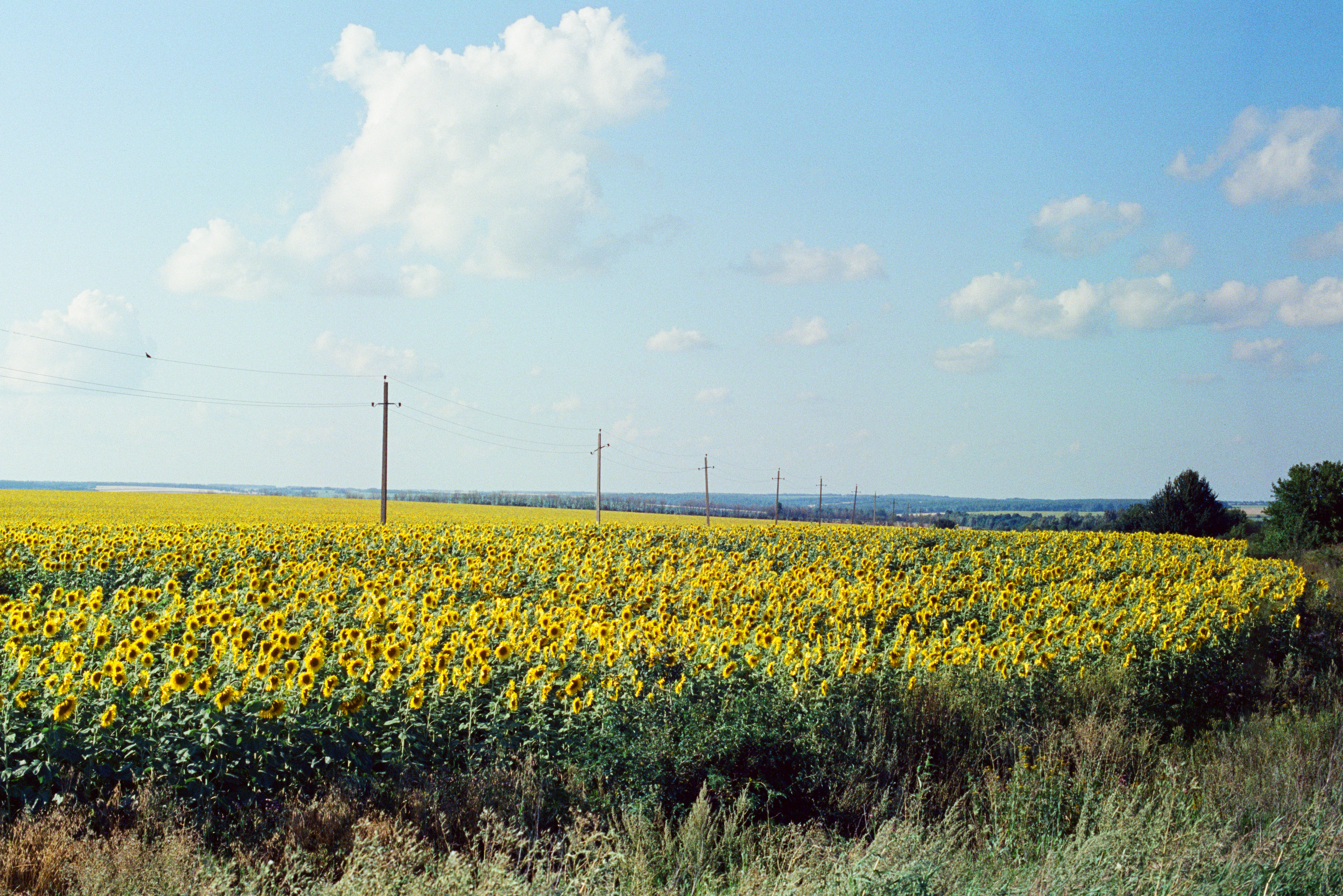 пленка, подсолнечник, фотопленка, Kodak, Kodak 500T, Мартыненко Дмитрий