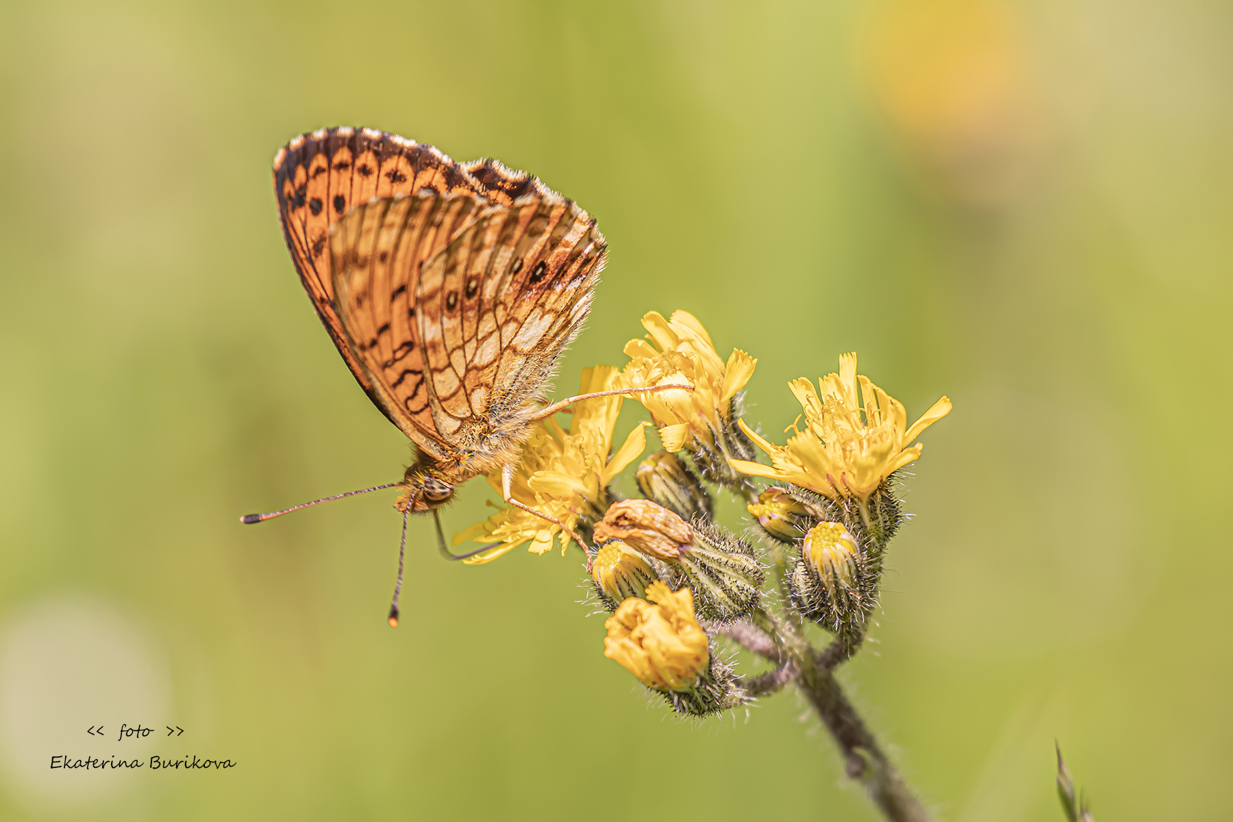 , Бурикова Екатерина