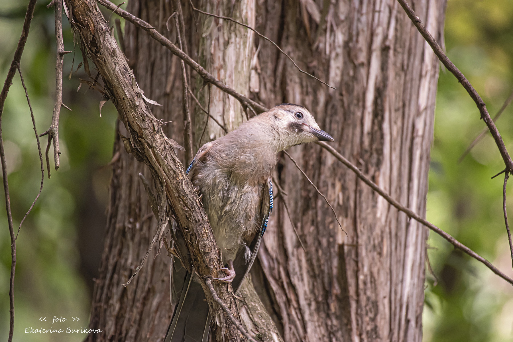 , Бурикова Екатерина