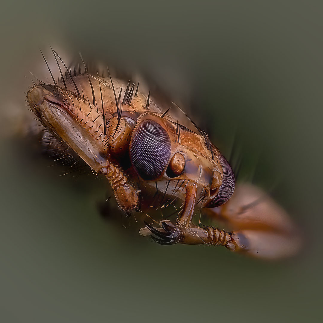 diptera, lipoptena cervi, оленья кровососка, Kavaliauskas Eugenijus