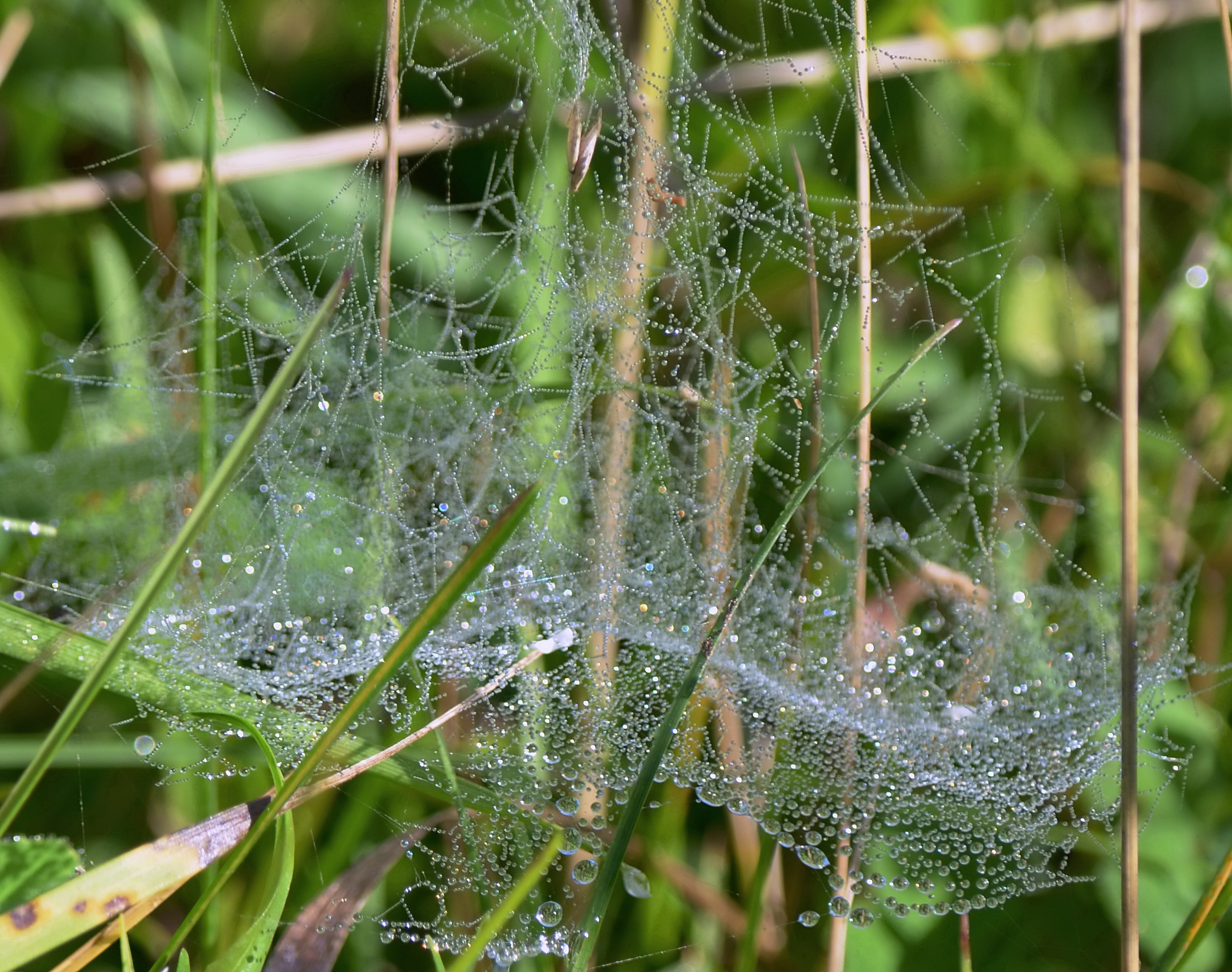 , Сергей Клапишевский