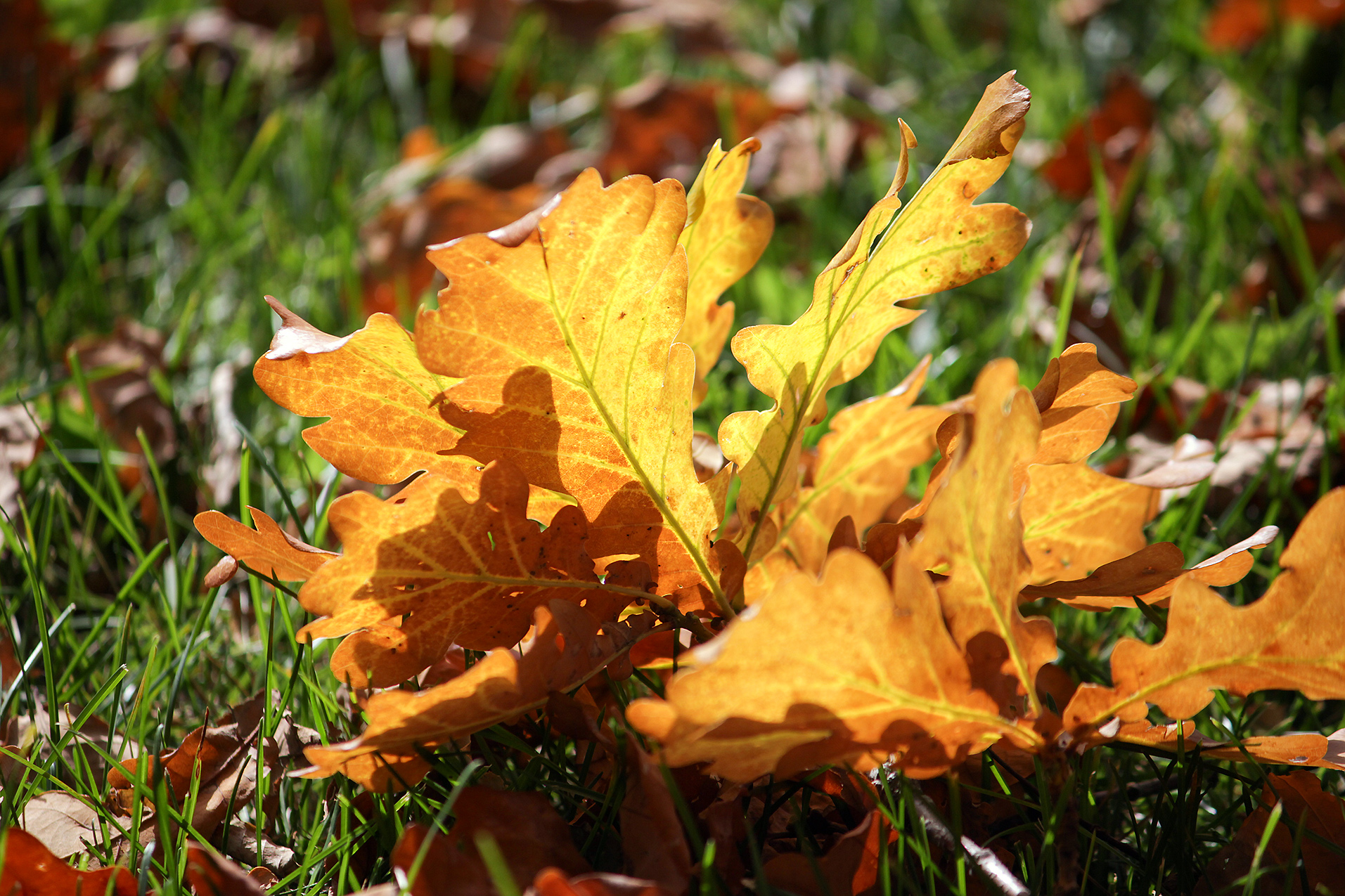осень, КарОл