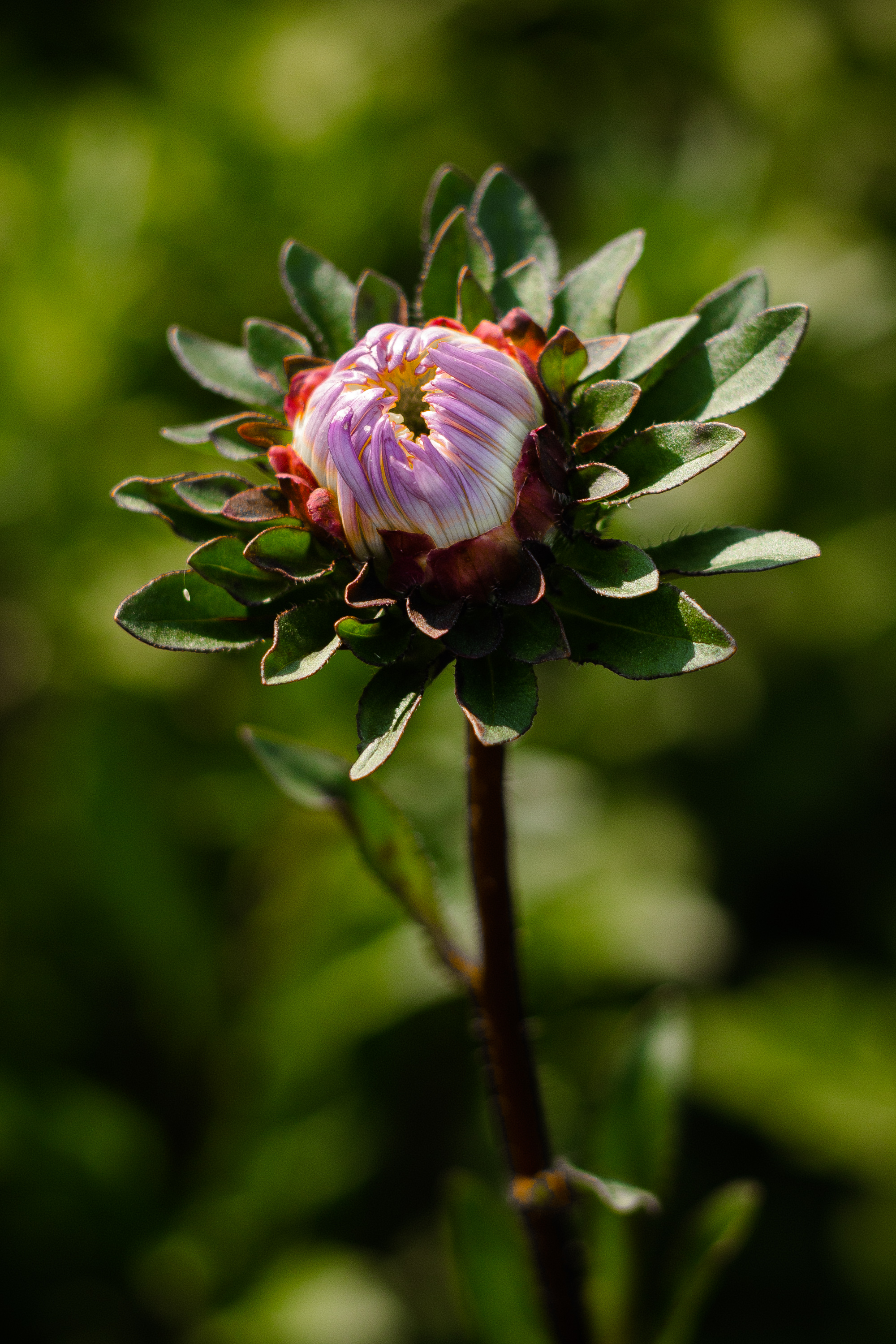 макро фотография, фото цветов,, Дмитрий Гусалов