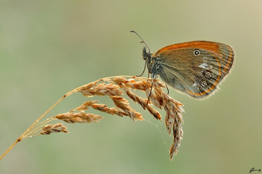 Butterfly, Insect, Macro, Makro, Nature, Mariusz Oparski