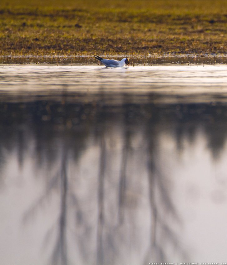 Озерная чайка, Алексей Лобанов