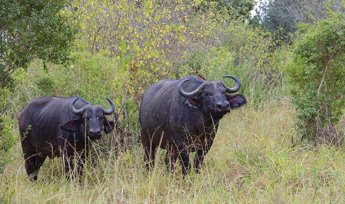 буйвол, сафари, кения, Марина Мудрова