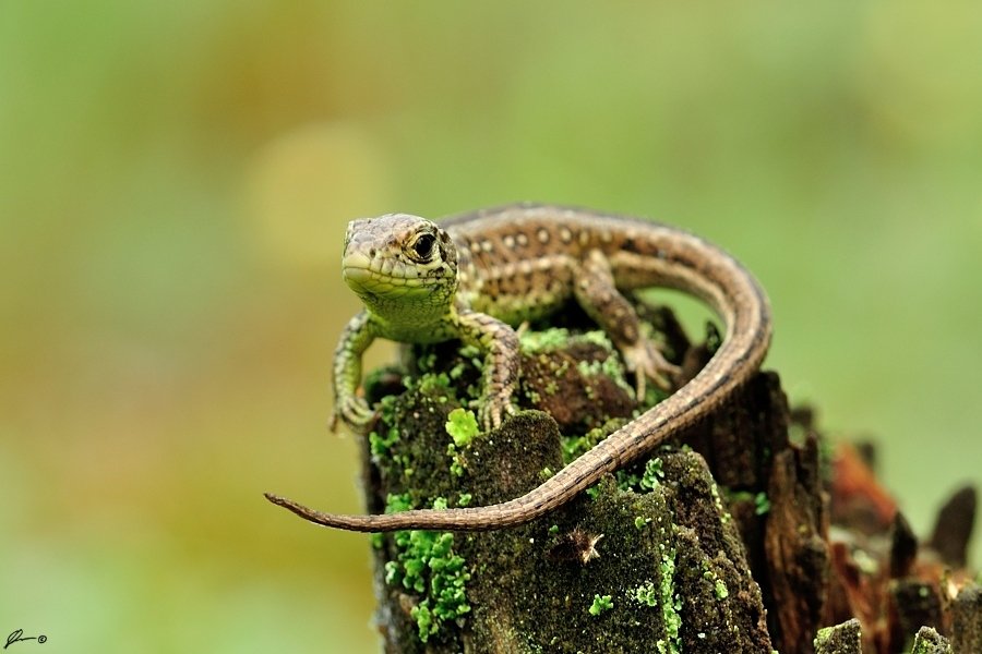 Lizards, Nature, Reptiles, Wildlife, Mariusz Oparski