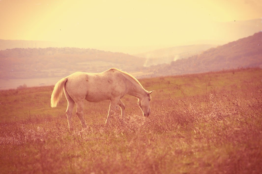 лошадь, горы, пейзаж, природа, valeko