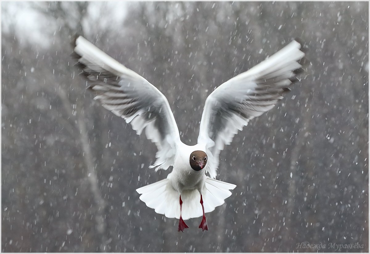 Larus Ridibundus, Озёрная, Снег, Чайка, Надежда Муравьёва