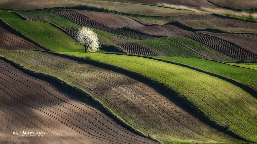 rpowroznik, canon, landscape, tree, spring, lonely, landscape, Robert Powroźnik